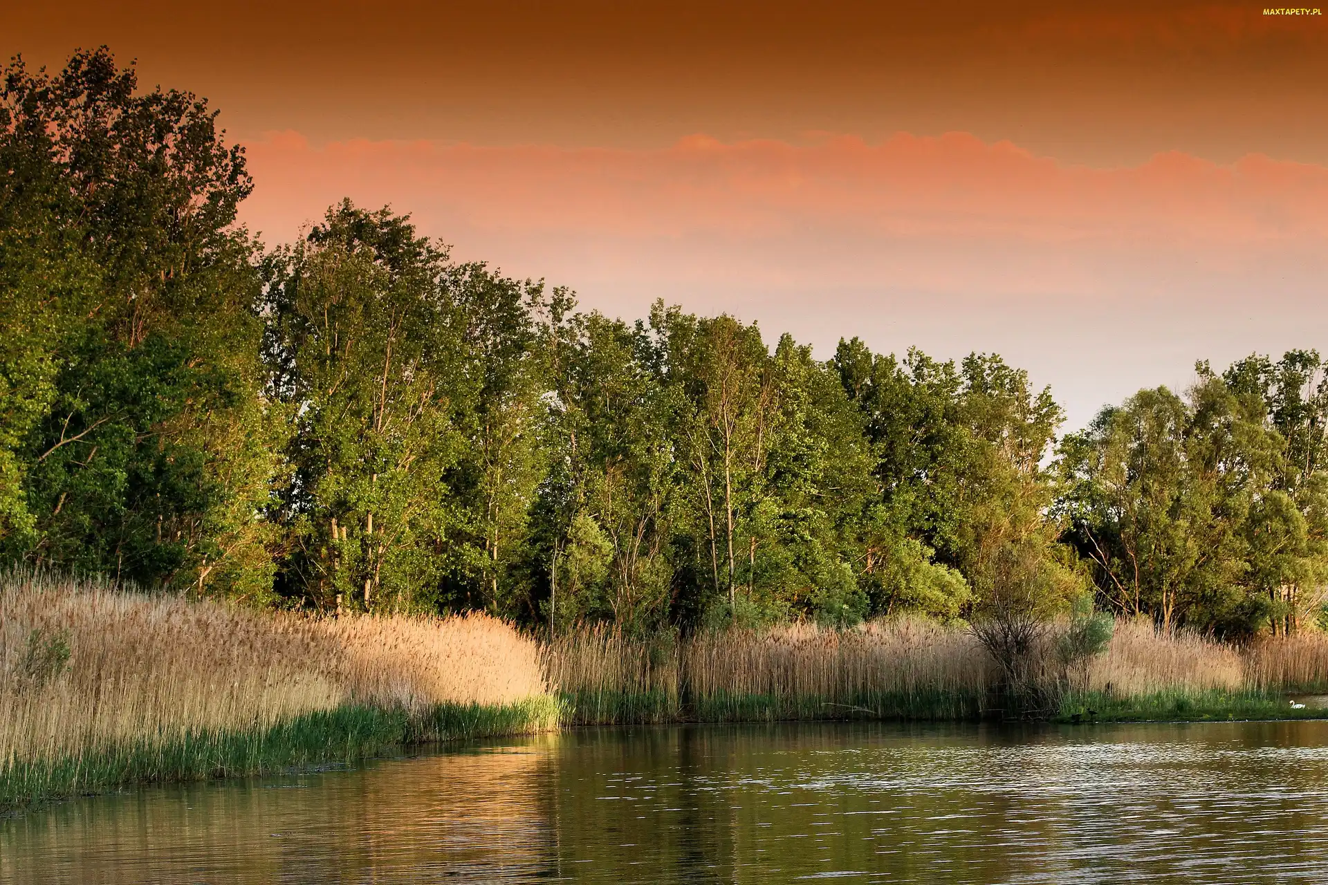 Trzciny, Drzewa, Jezioro