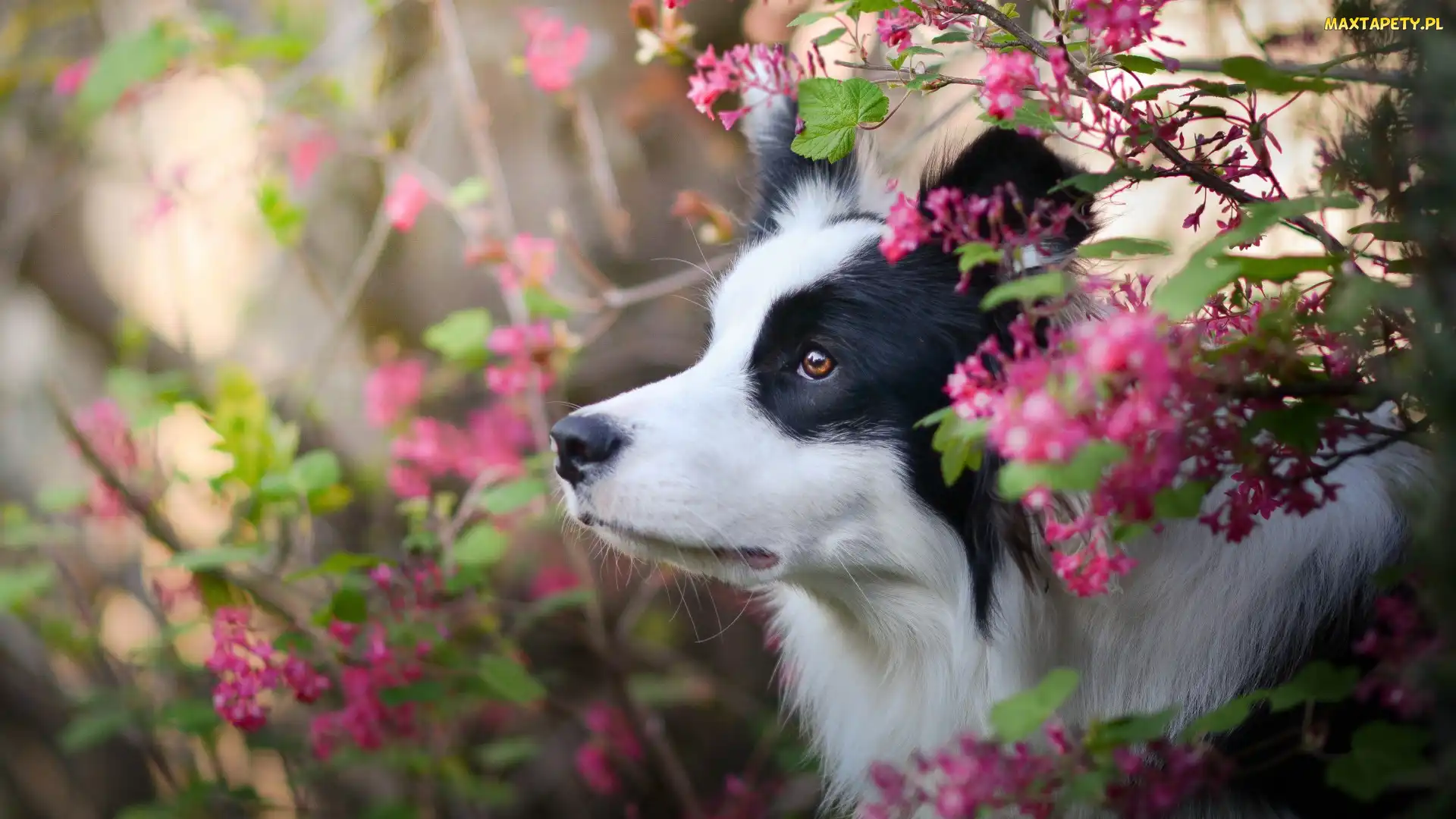 Kwiaty, Krzewy, Pies, Border collie