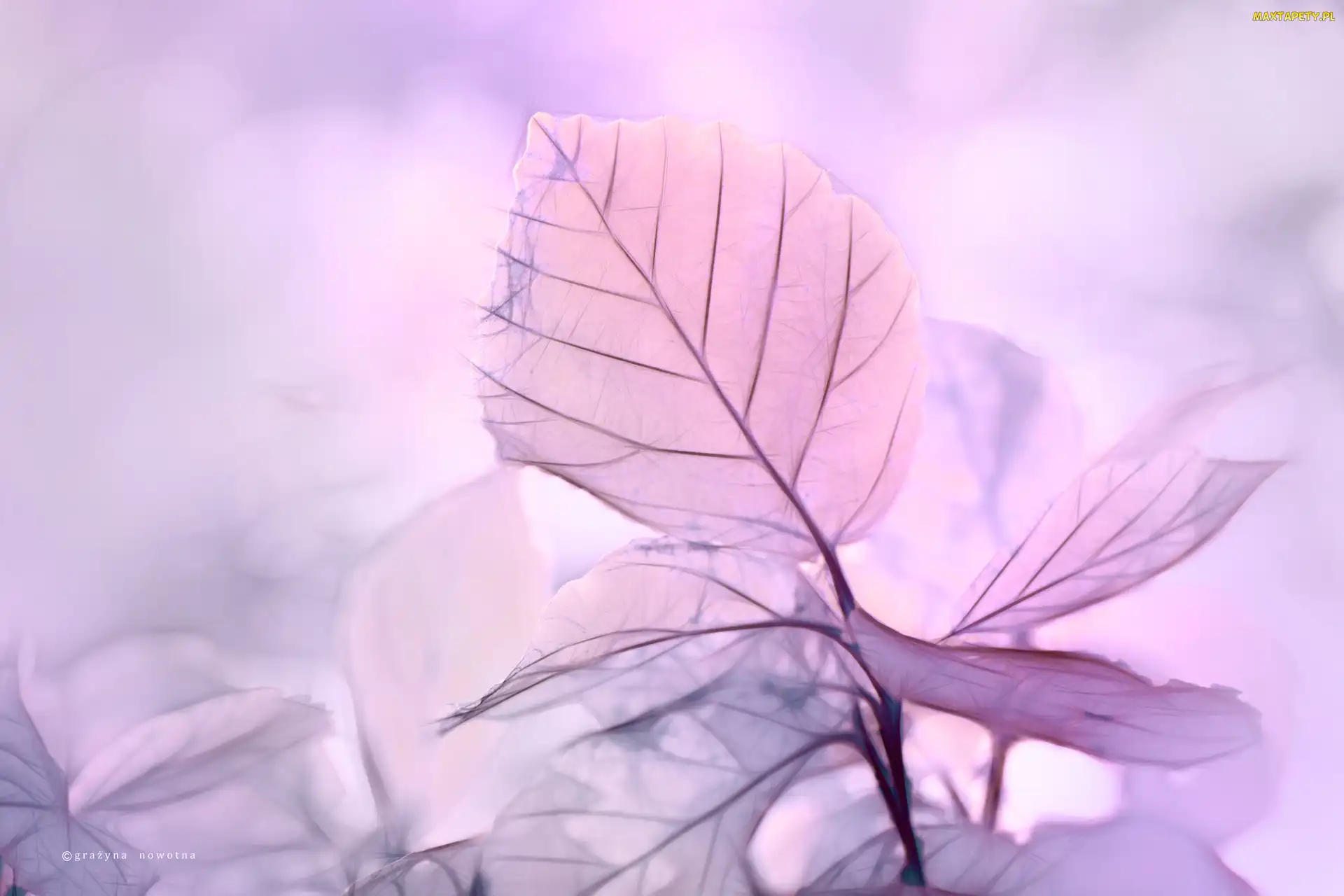 Liście, Fractalius, Fioletowe