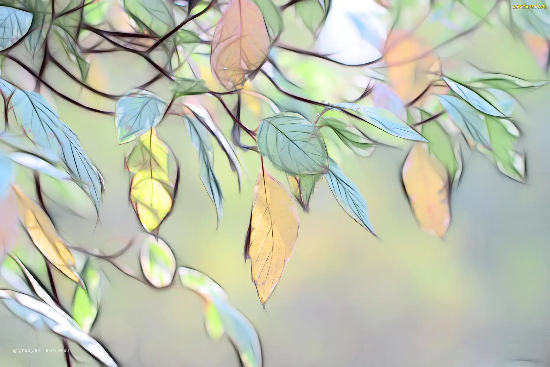 Liście, Grafika, Fractalius