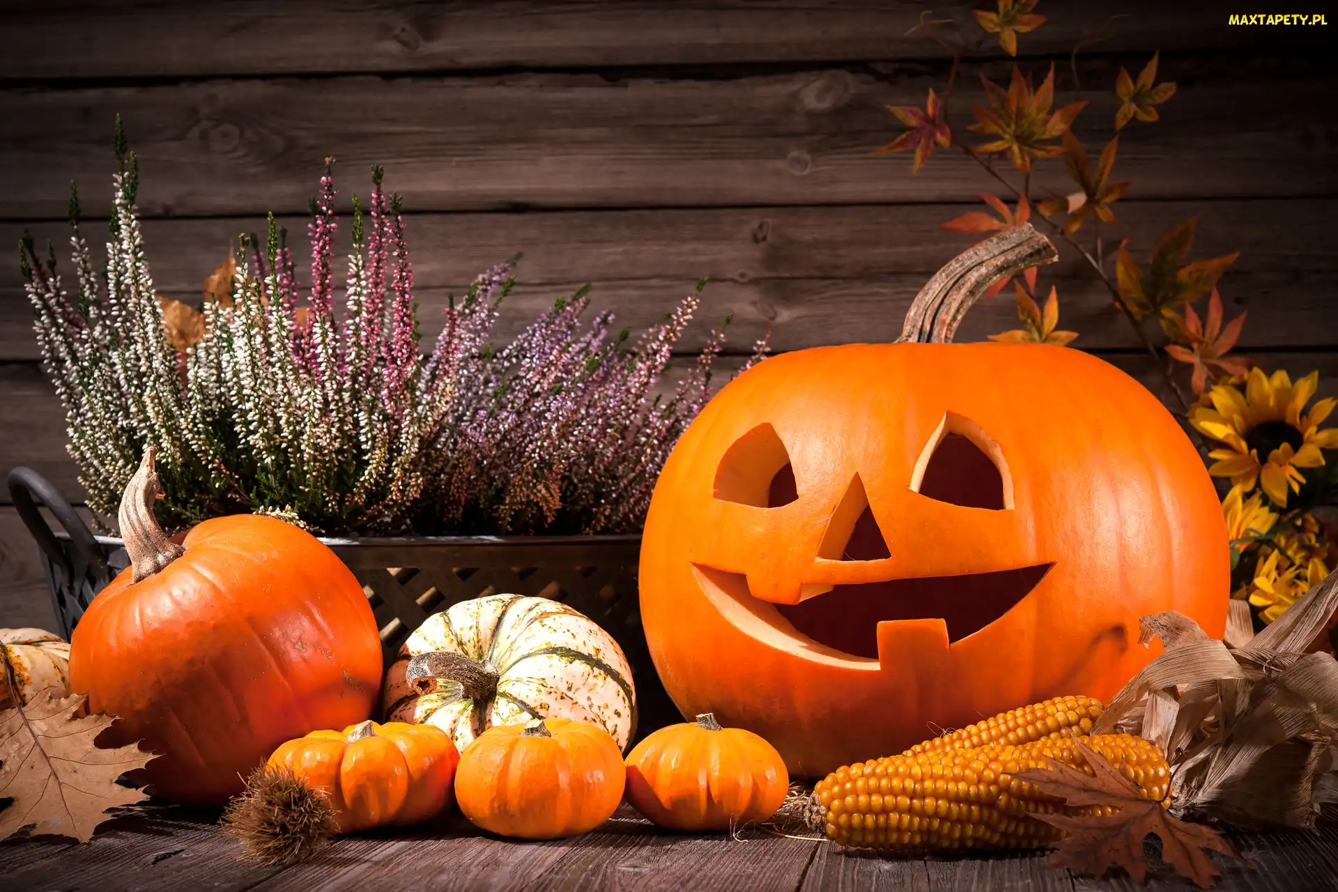 Wrzos, Dynie, Dekoracja, Halloween