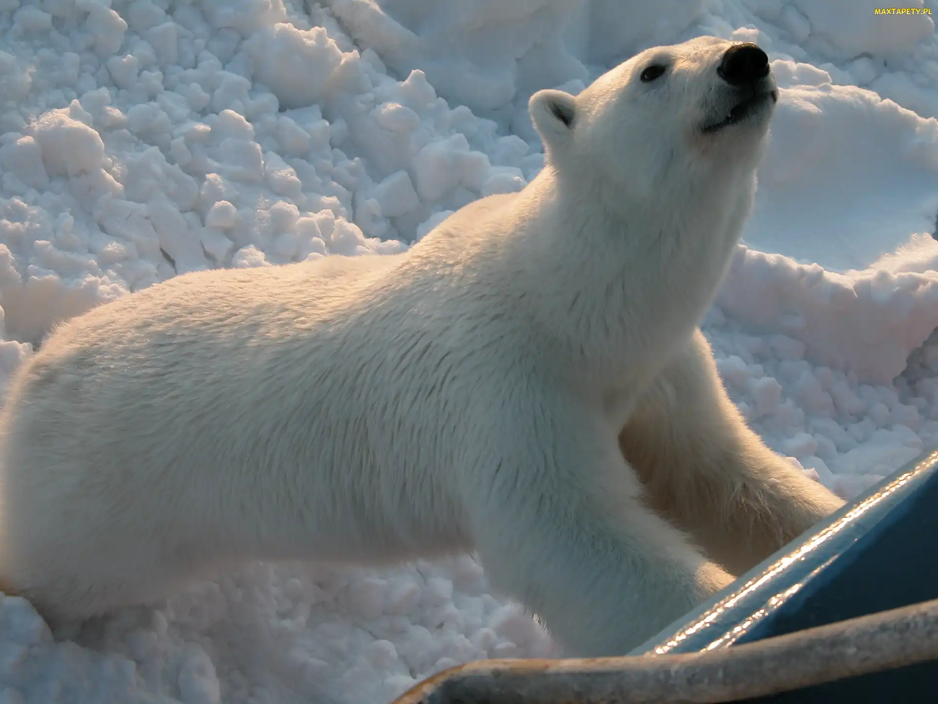 Zoo, Śnieg, Niedźwiedź, Polarny