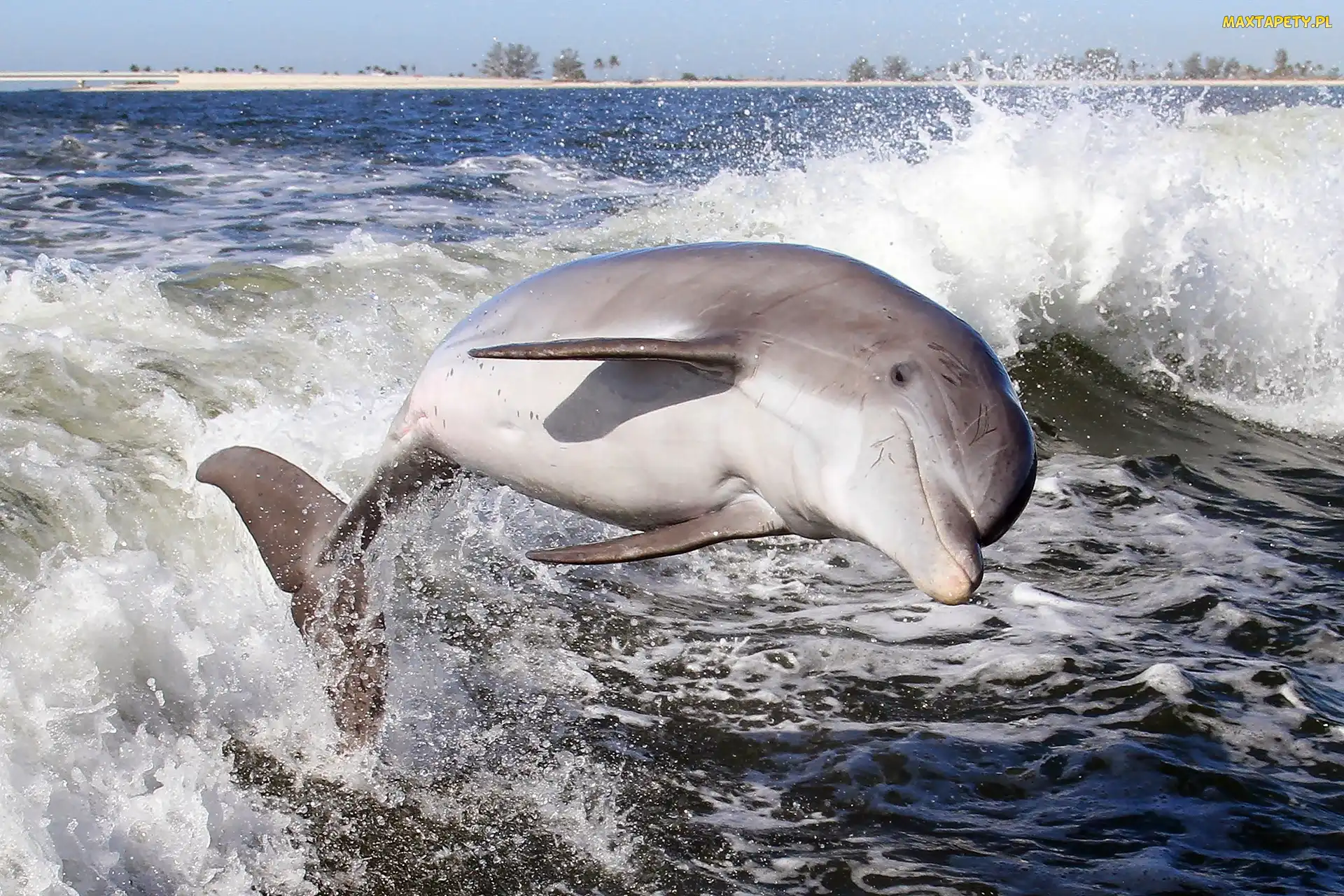 Morze, Delfin