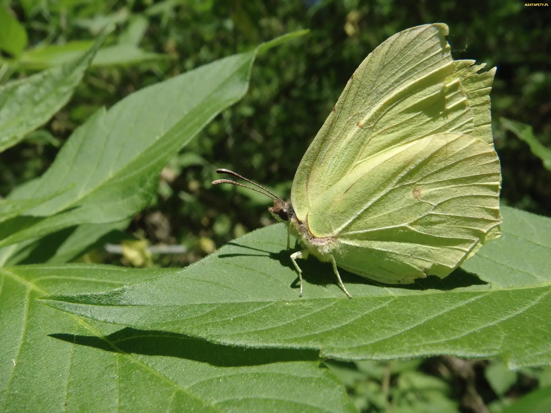 Liść, Latolistek cytrynek, Owad, Motyl