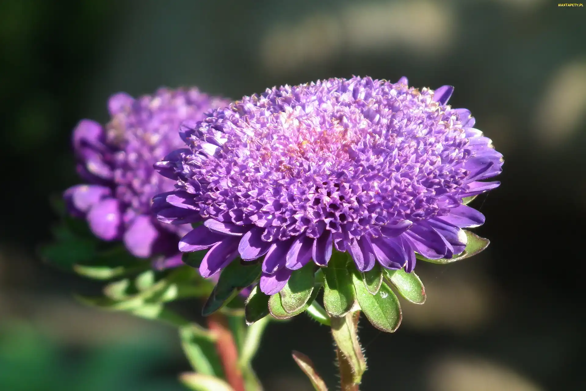Kwiat, Aster, Przyroda