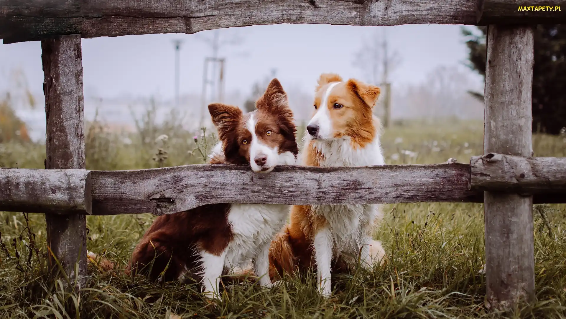 Mgła, Poranek, Border Collie, Psy, Ogrodzenie, Łąka