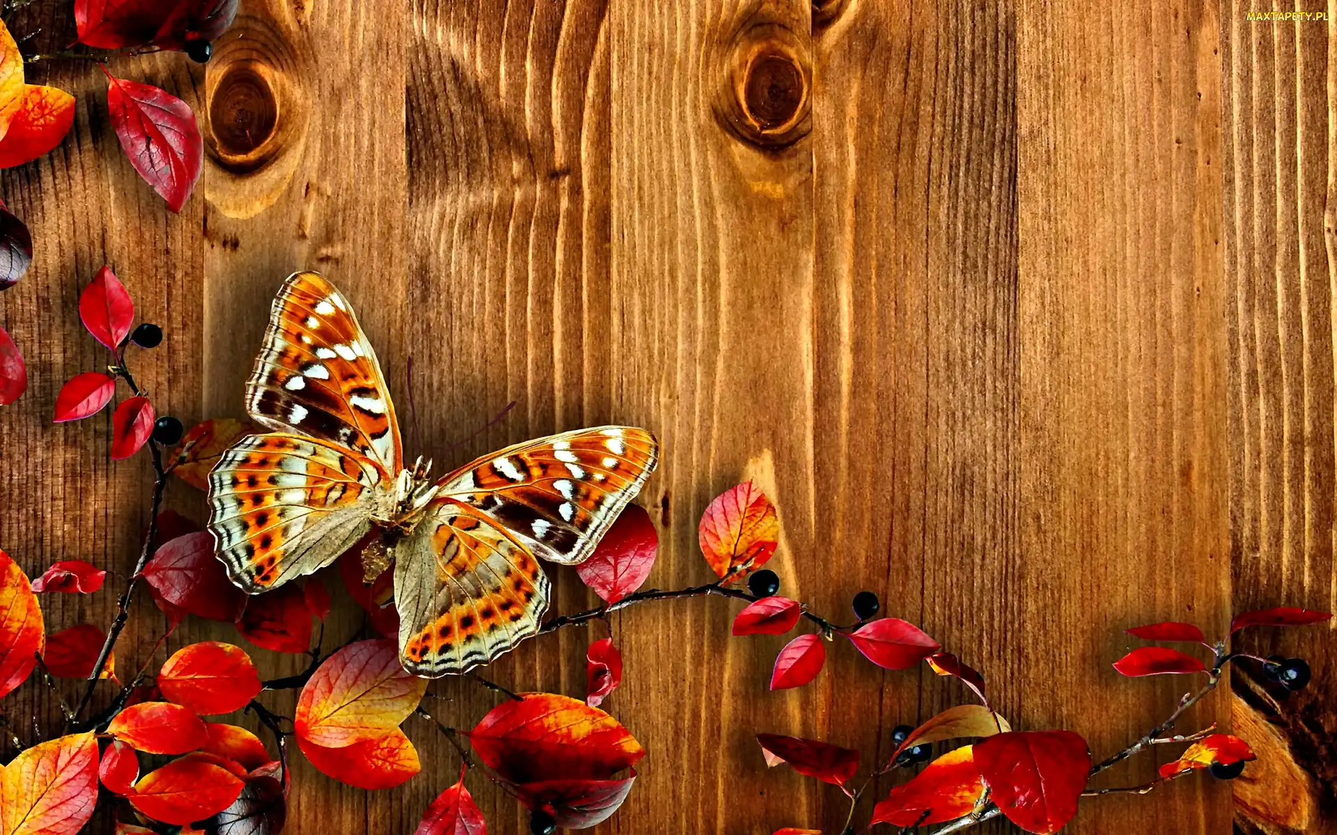 Jesień, Motyl, Liście, Deski