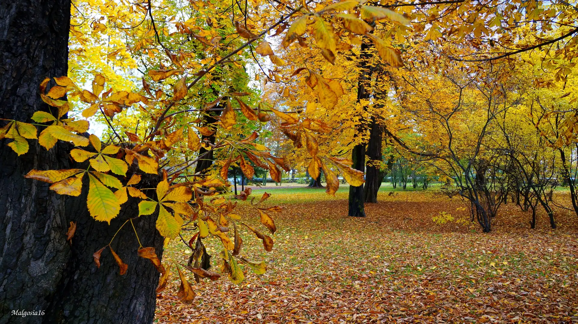 Jesień, Kasztanowiec, Pień, Drzewa, Park