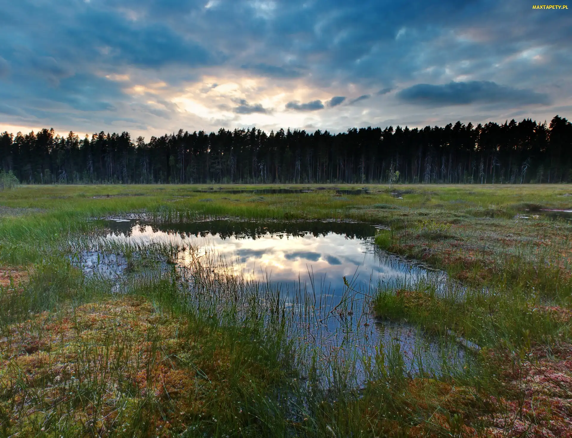Las, Rośliny, Bagno