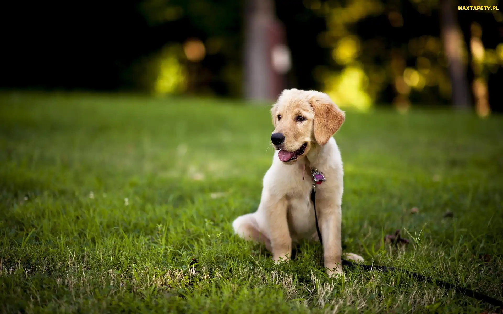 Szczeniak, Smycz, Golden Retriever