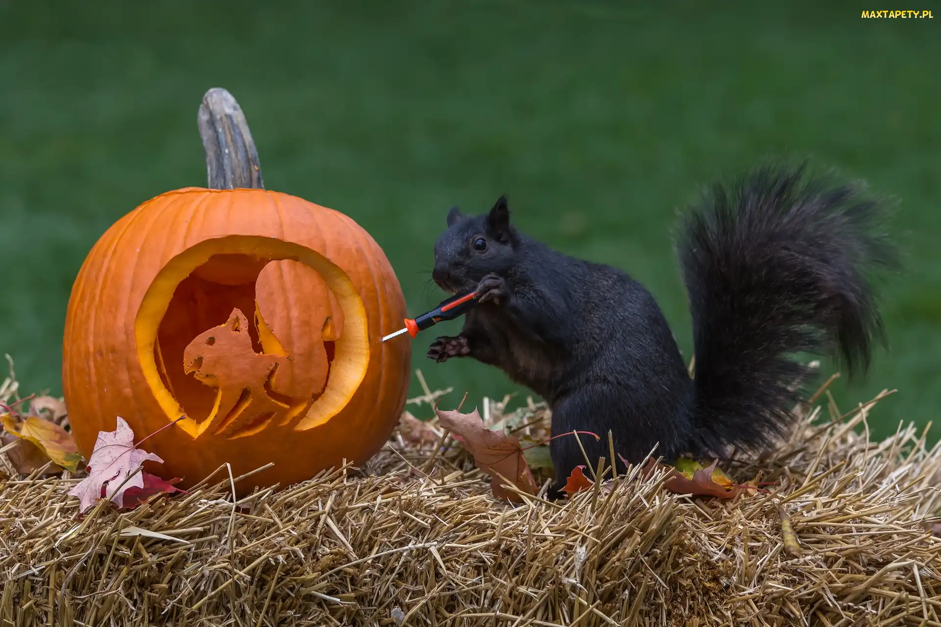 Czarna, Halloween, Dynia, Wiewiórka