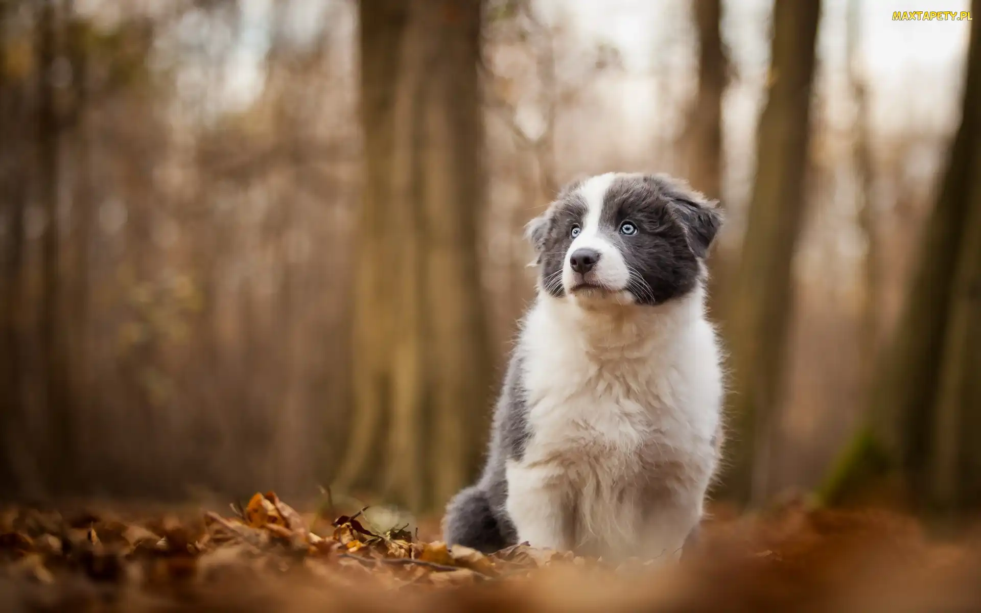 Szczeniak, Pies, Tło, Collie, Las, Rozmyte, Border