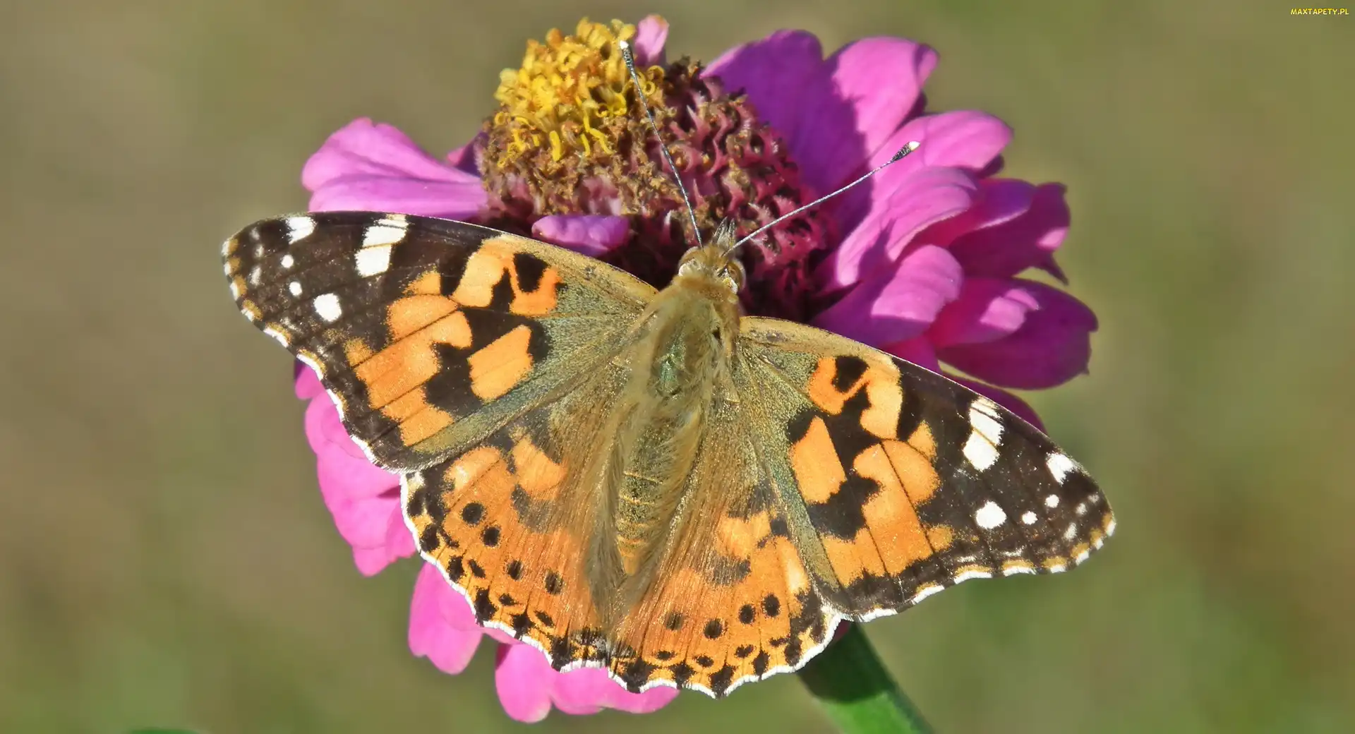 Cynia, Kwiat, Motyl, Rusałka osetnik