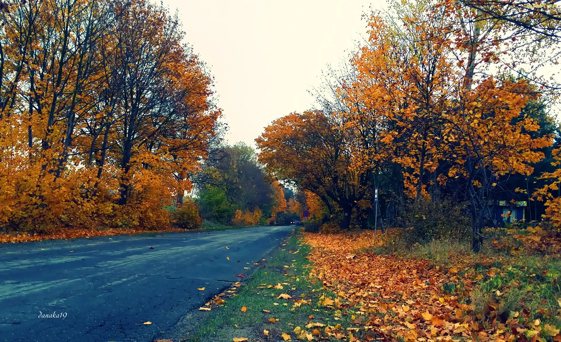 Liście, Kolorowe, Droga, Jesień