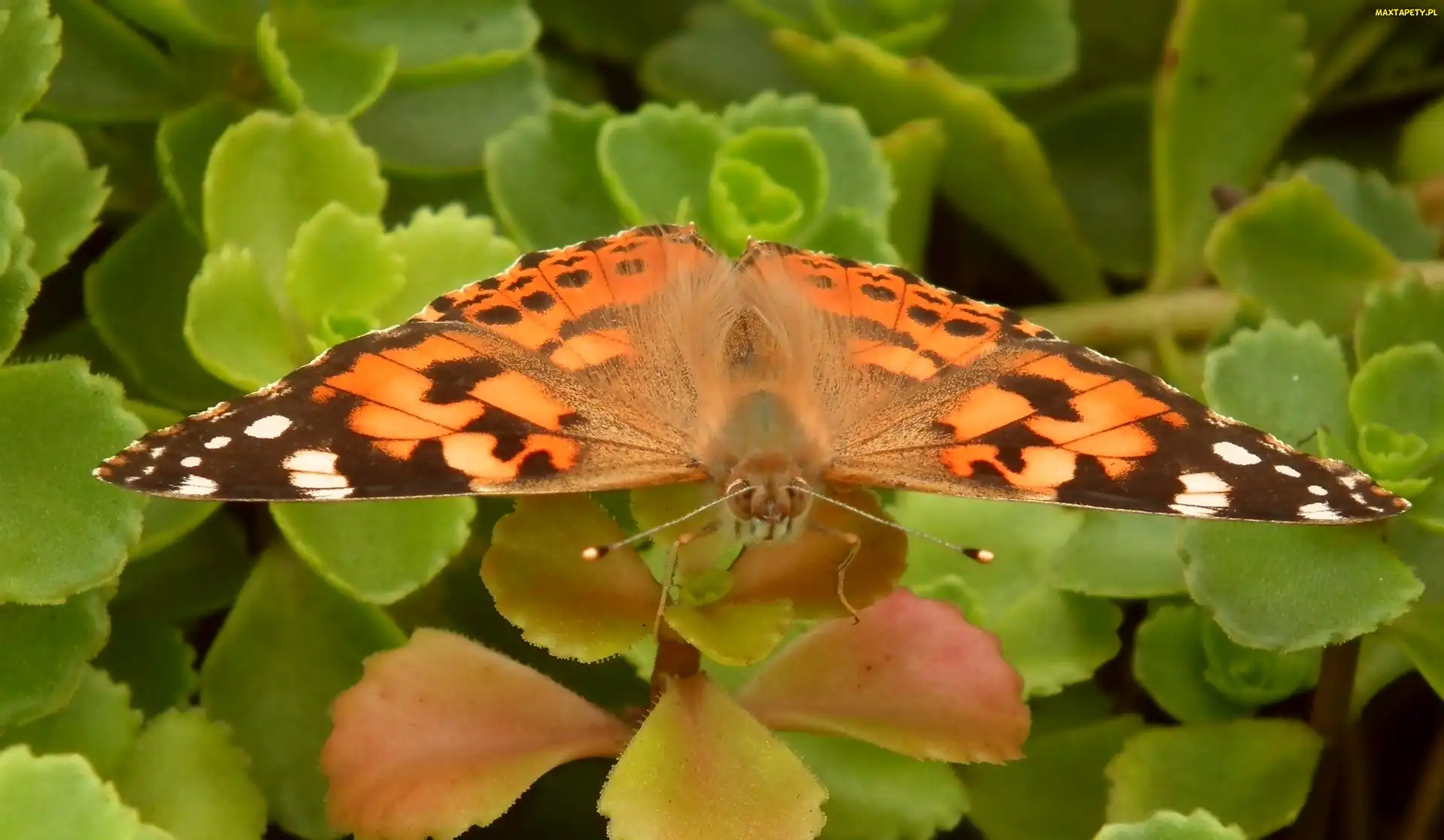 Motyl, Rusałka osetnik, Owady