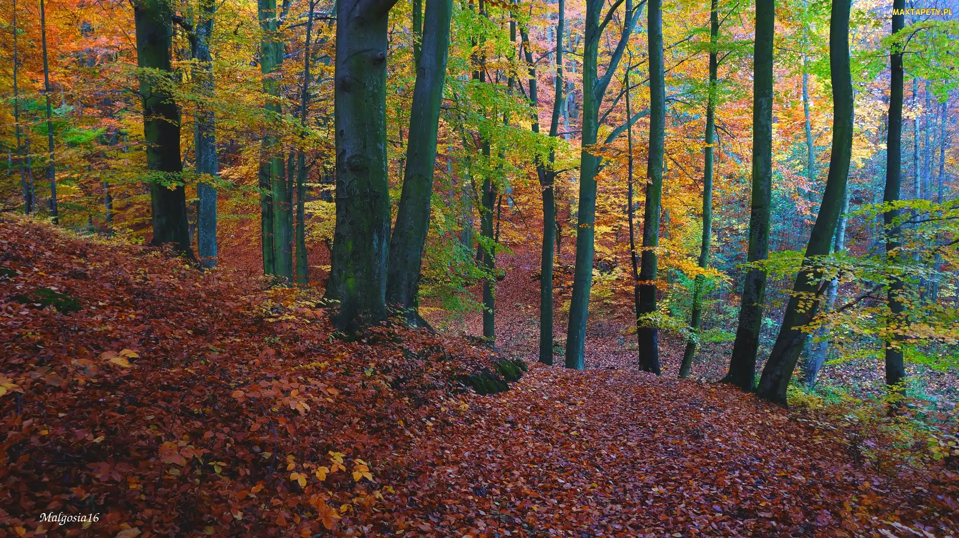 Las, Drzewa, Jesień