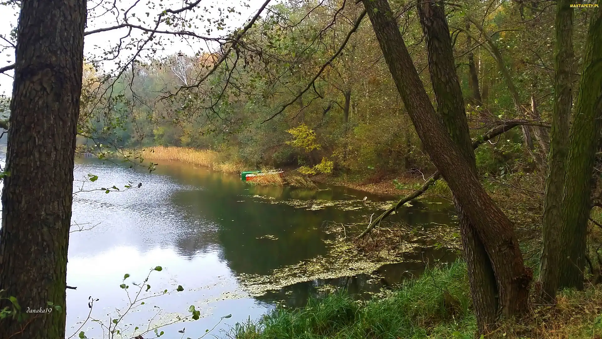 Jesień, Drzewa, Jezioro