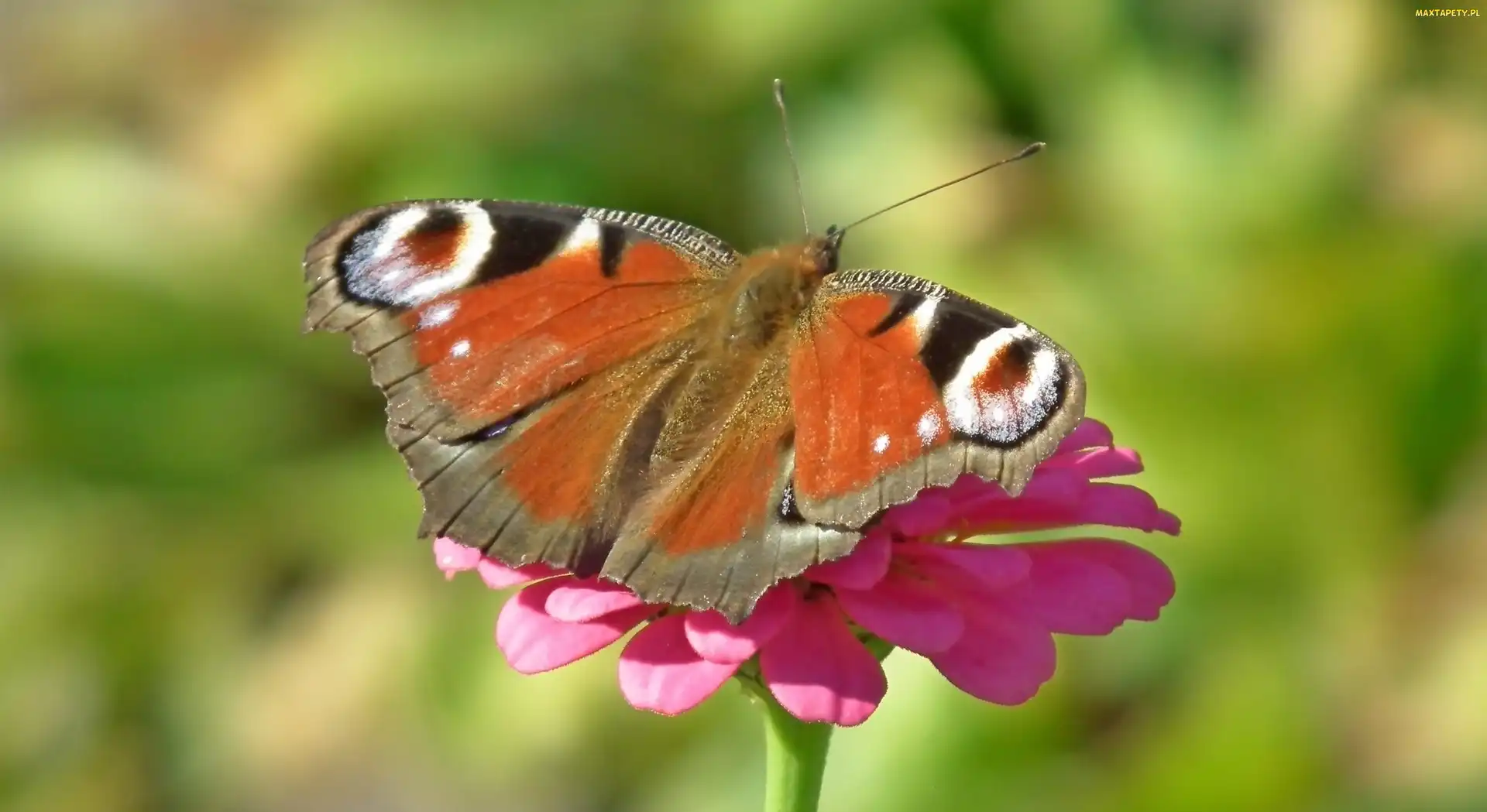 Motyl, Cynia, Kwiat, Rusałka pawik