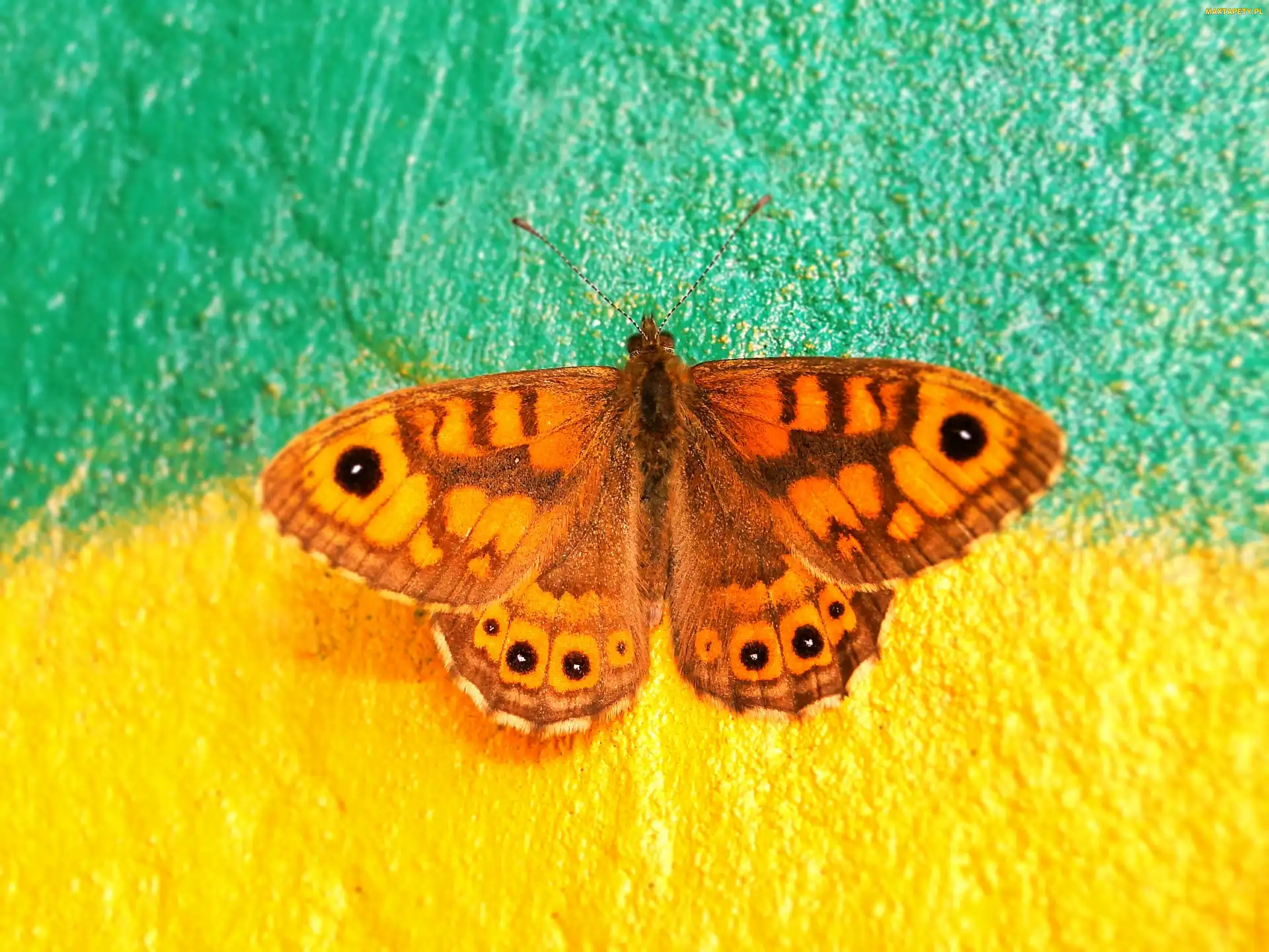 Motyl, Graffiti, Osadnik megera