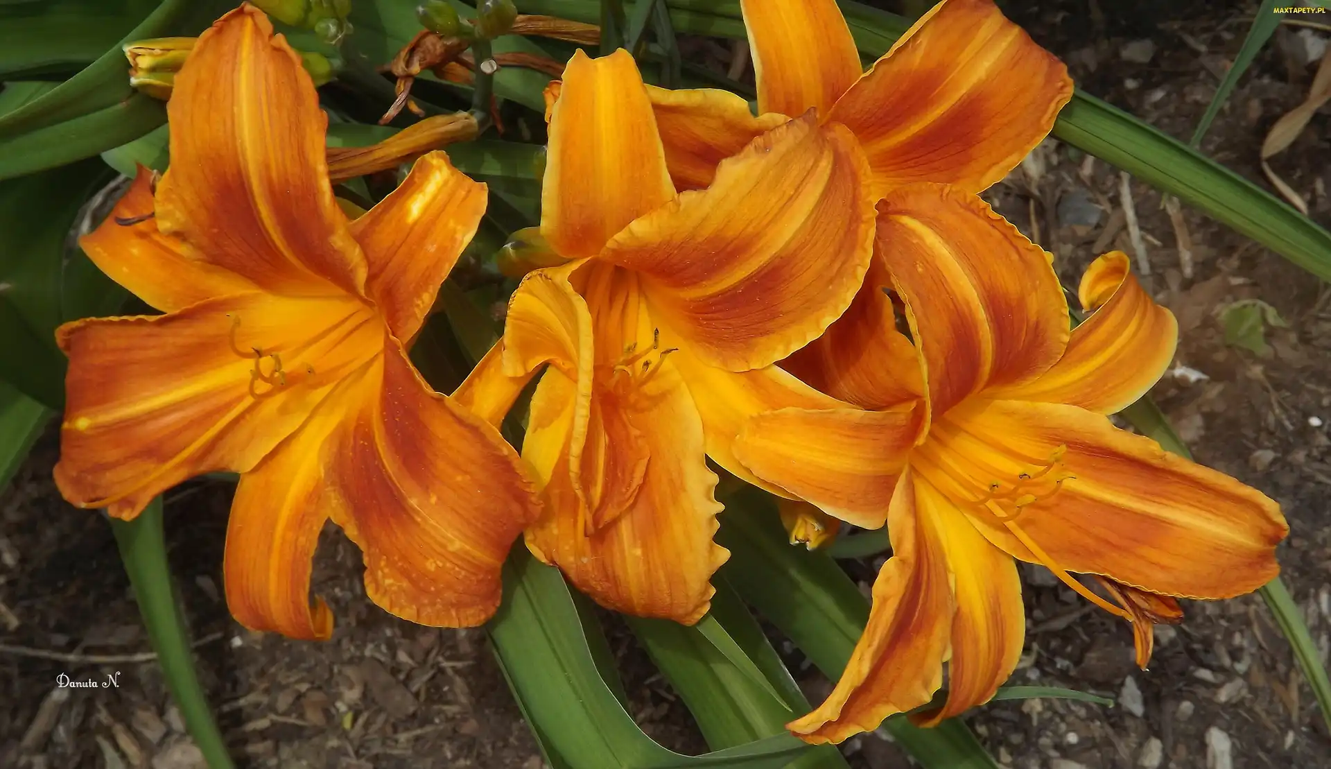 Liliowce, Pomarańczowe, Kwiaty
