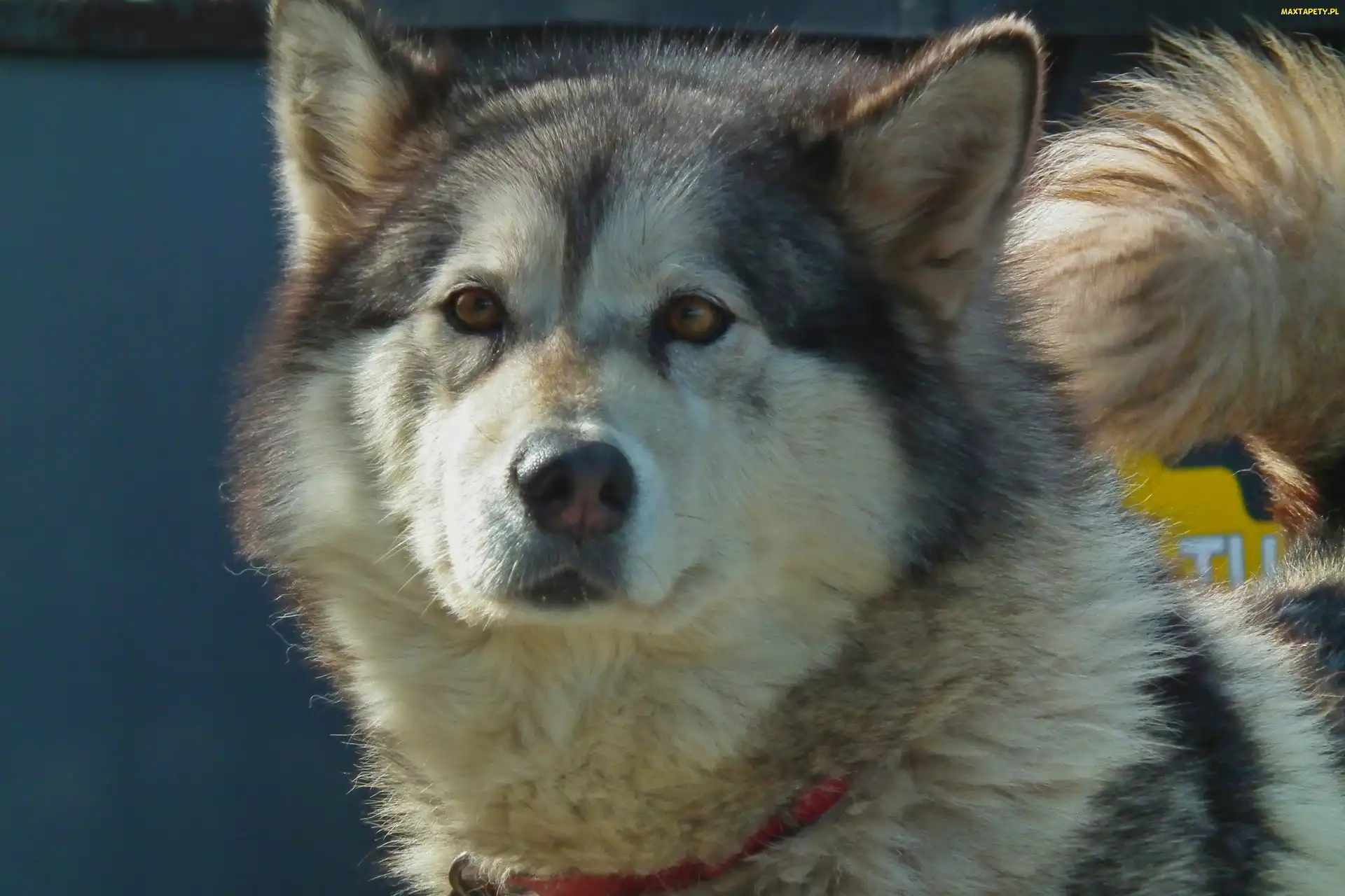 Alaskan Malamute, Pies