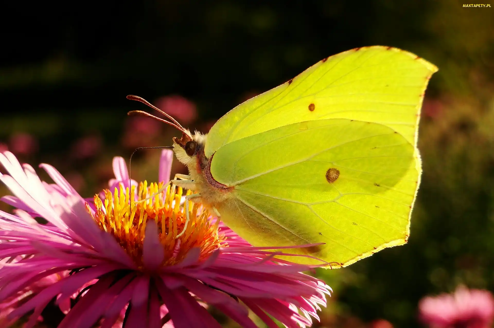 Aster, Kwiat, Motyl, Latolistek cytrynek
