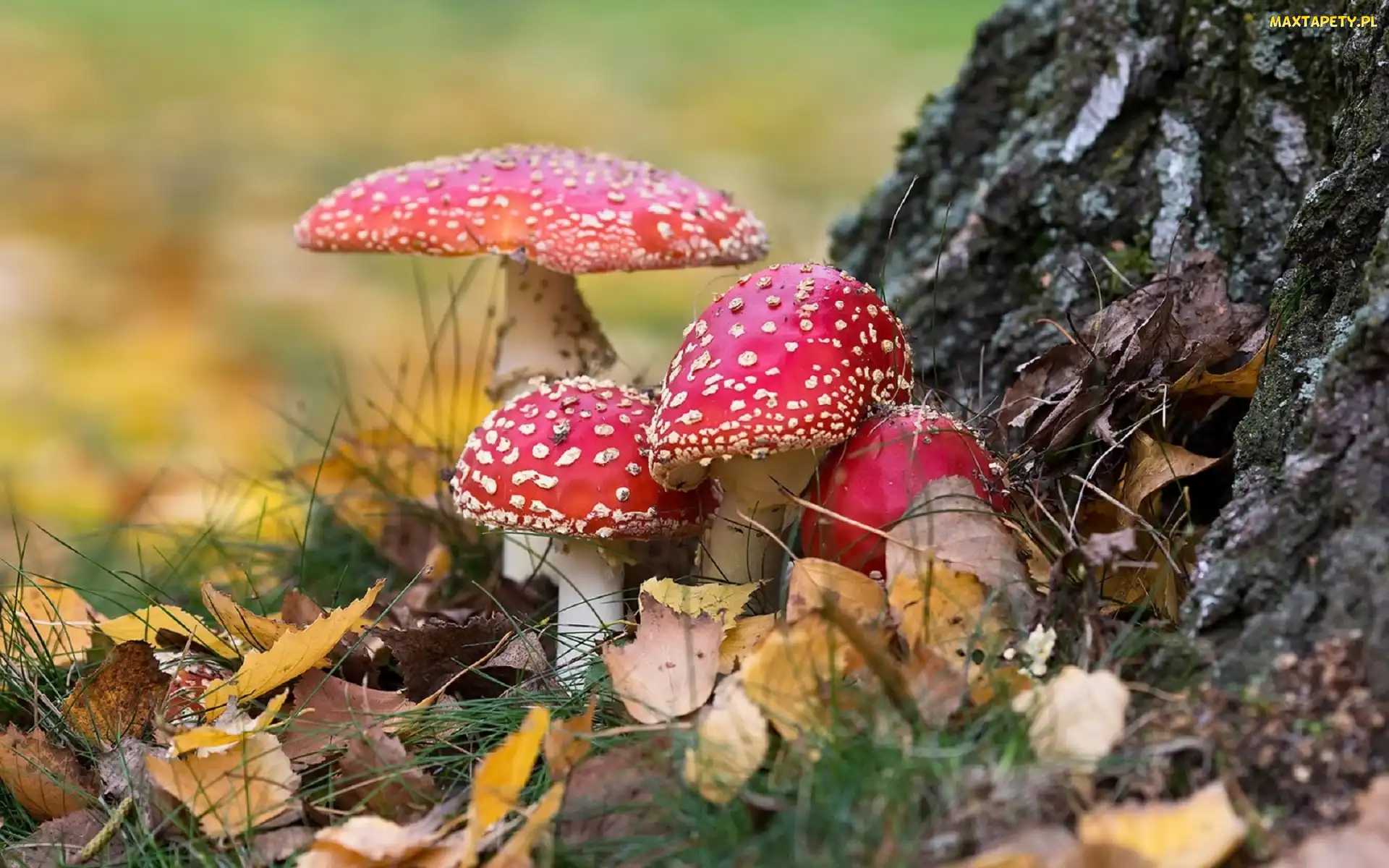 Muchomory, Liście, Grzyby