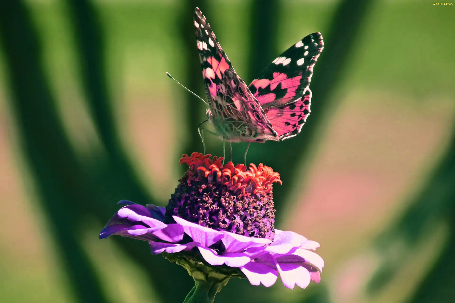 Cynia, Kwiat, Motyl, Rusałka osetnik