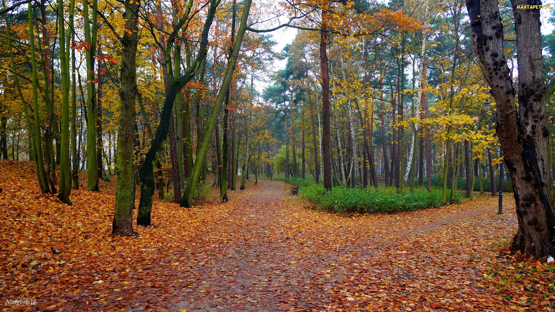 Park, Drzewa, Alejki, Droga, Jesień