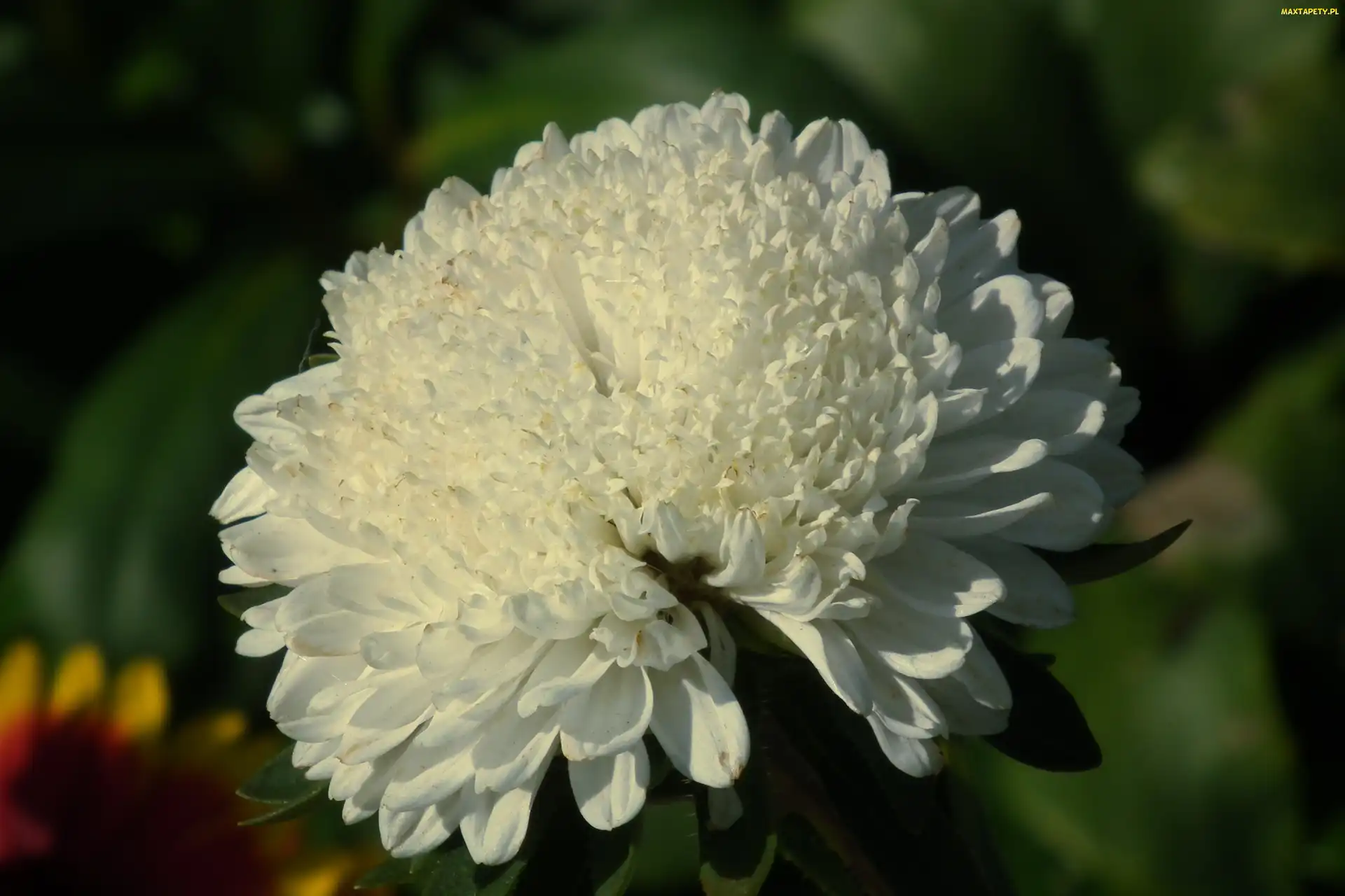 Kwiat, Aster, Przyroda