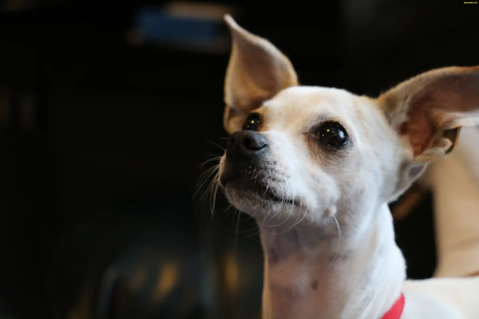 Chihuahua, Pies