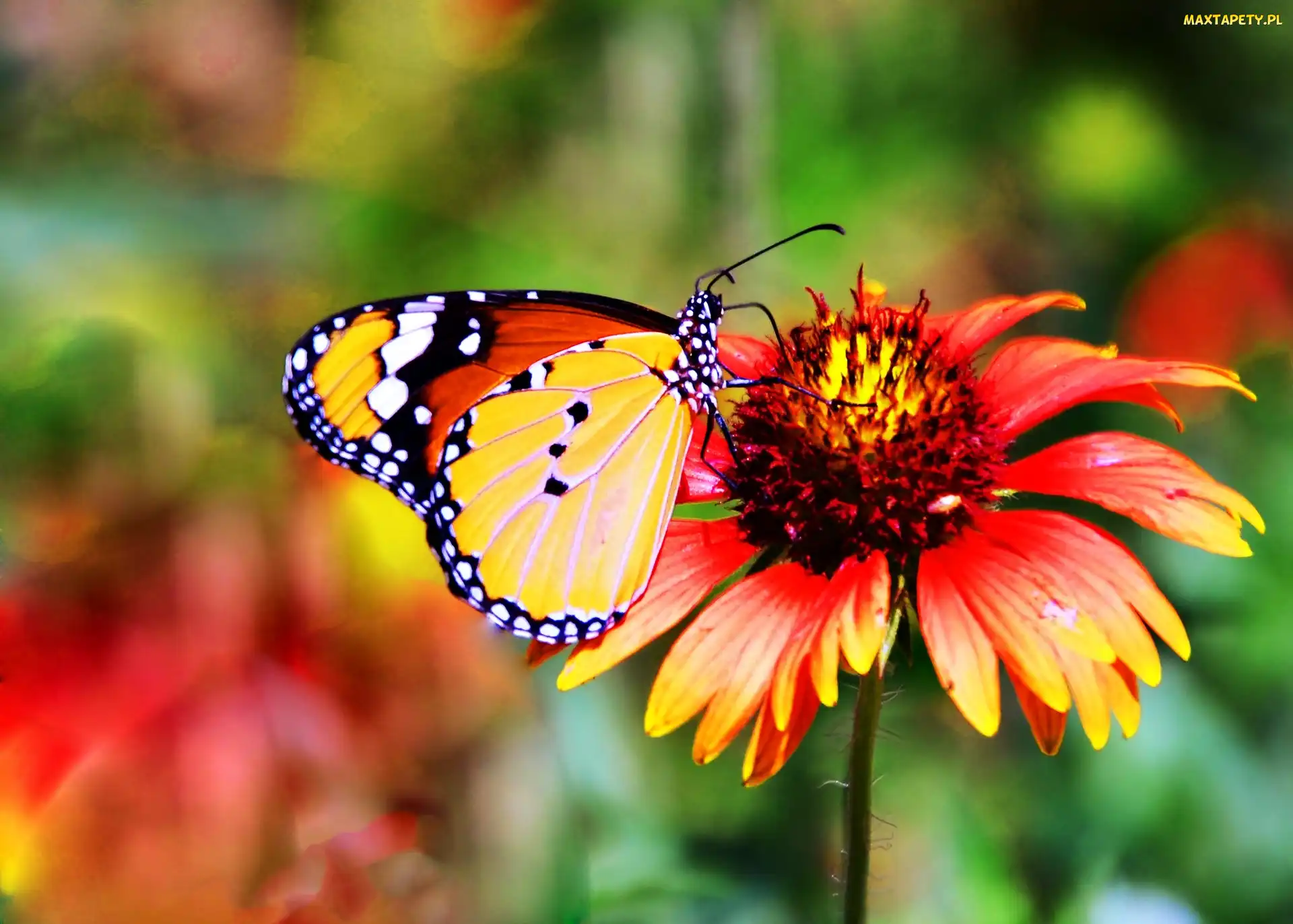 Makro, Monarch, Motyl