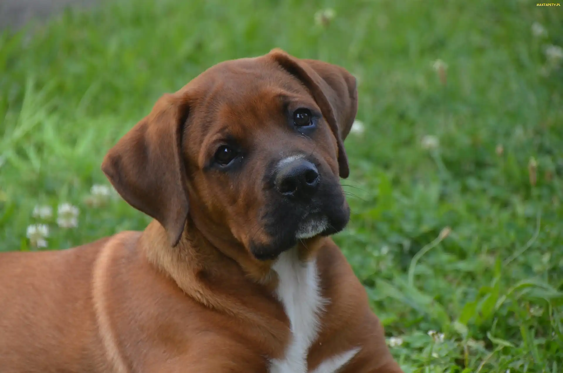Szczeniak, Rhodesian ridgeback, Pies
