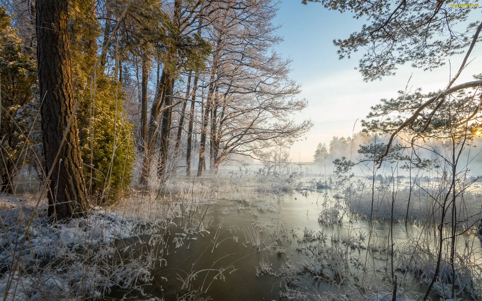 Mgła, Trawa, Drzewa, Jezioro, Szron, Przymrozek
