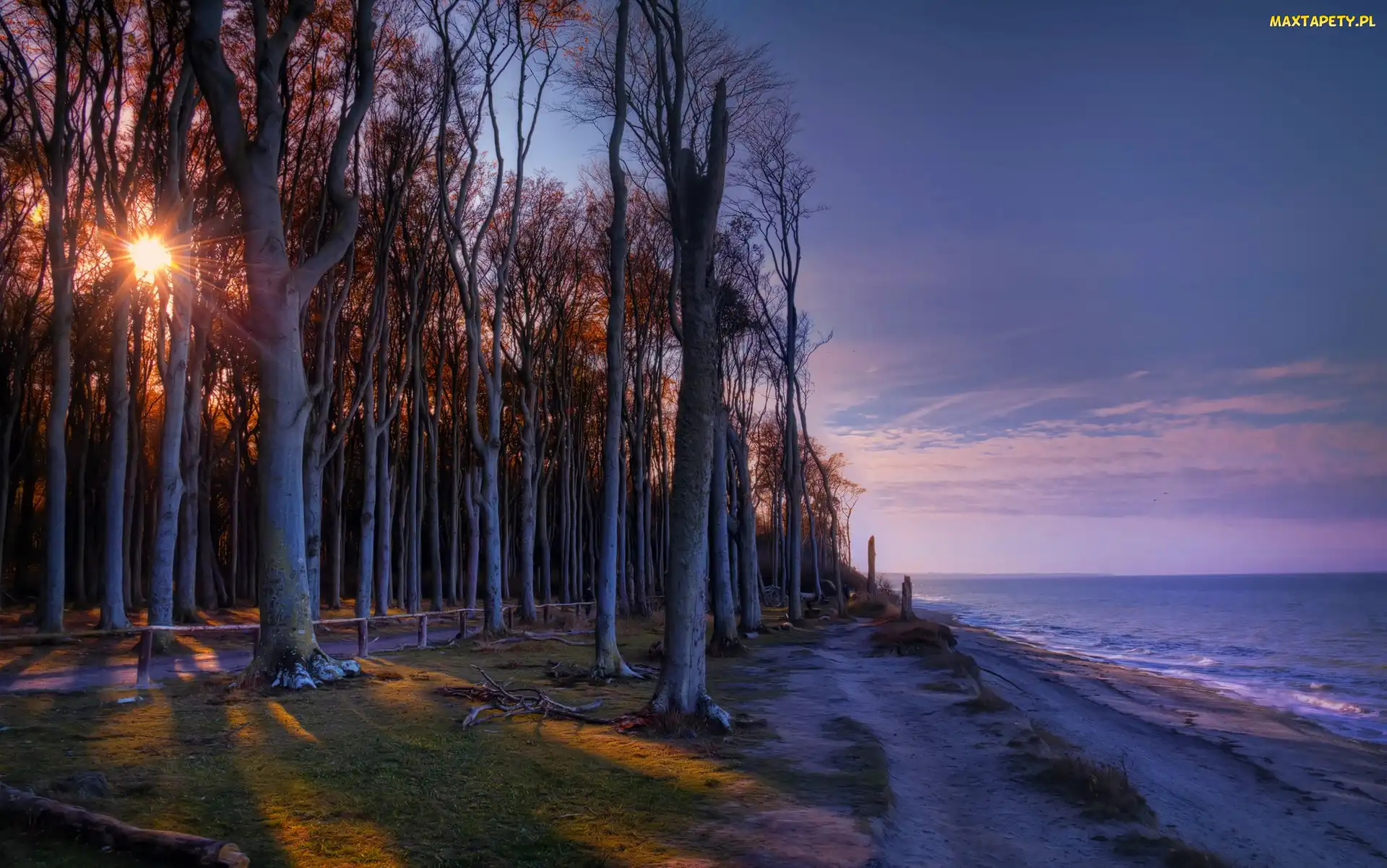 Wschód słońca, Las, Brzeg, Morze