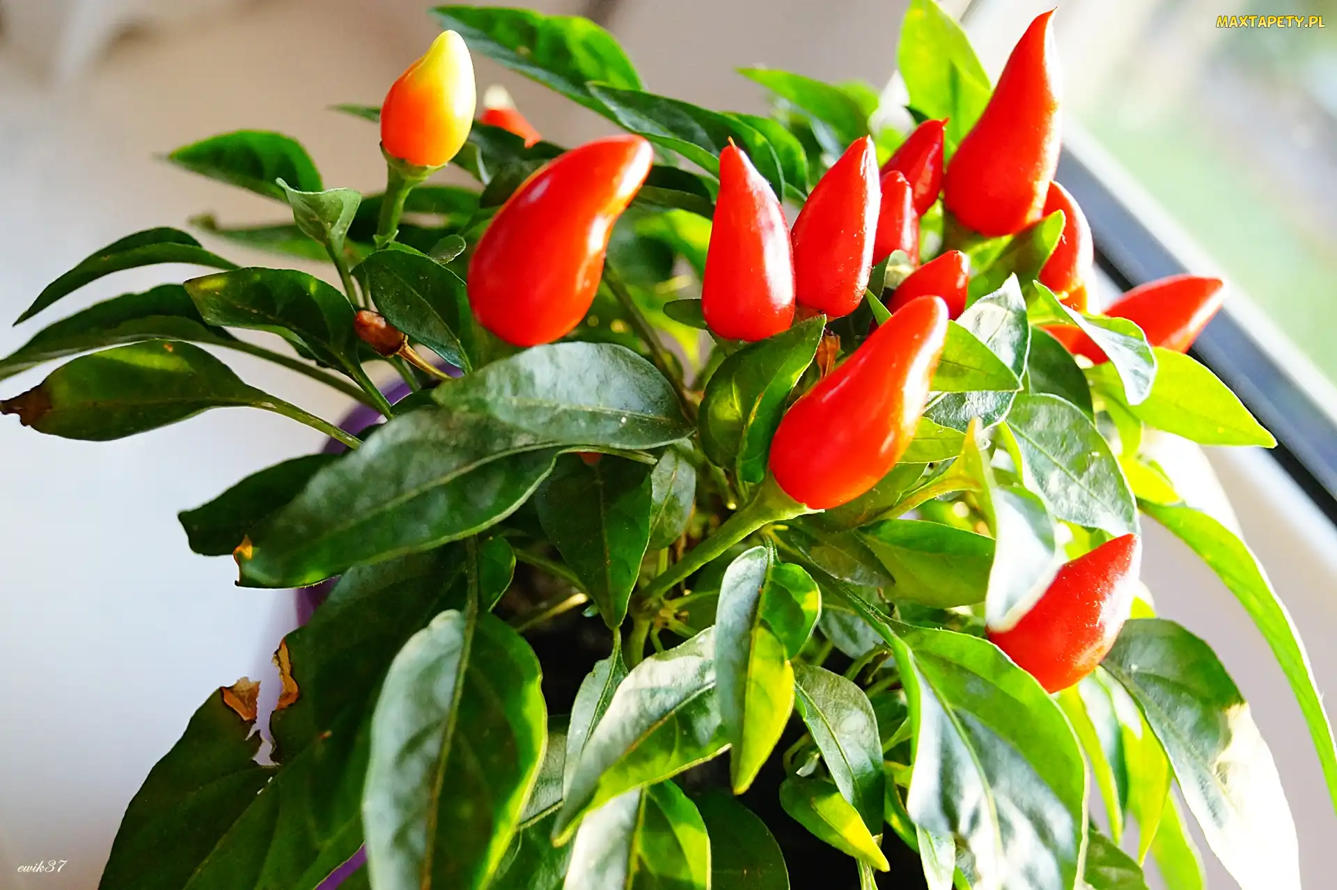 Ozdobna, Chili, Papryka