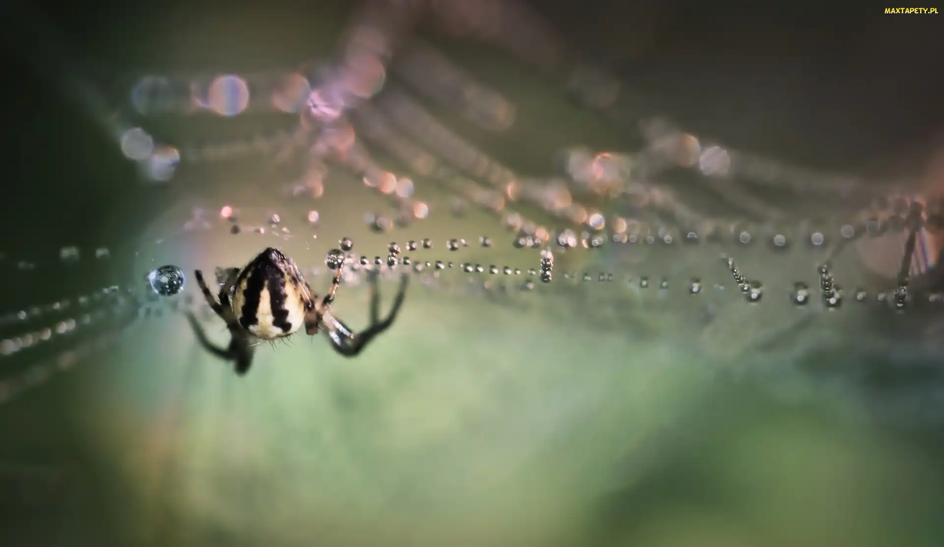 Pająk, Bokeh, Krople, Pajęczyna