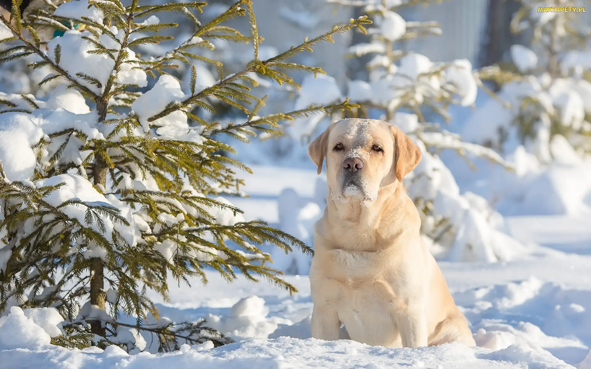 Retriever, Iglaki, Zima, Śnieg, Labrador