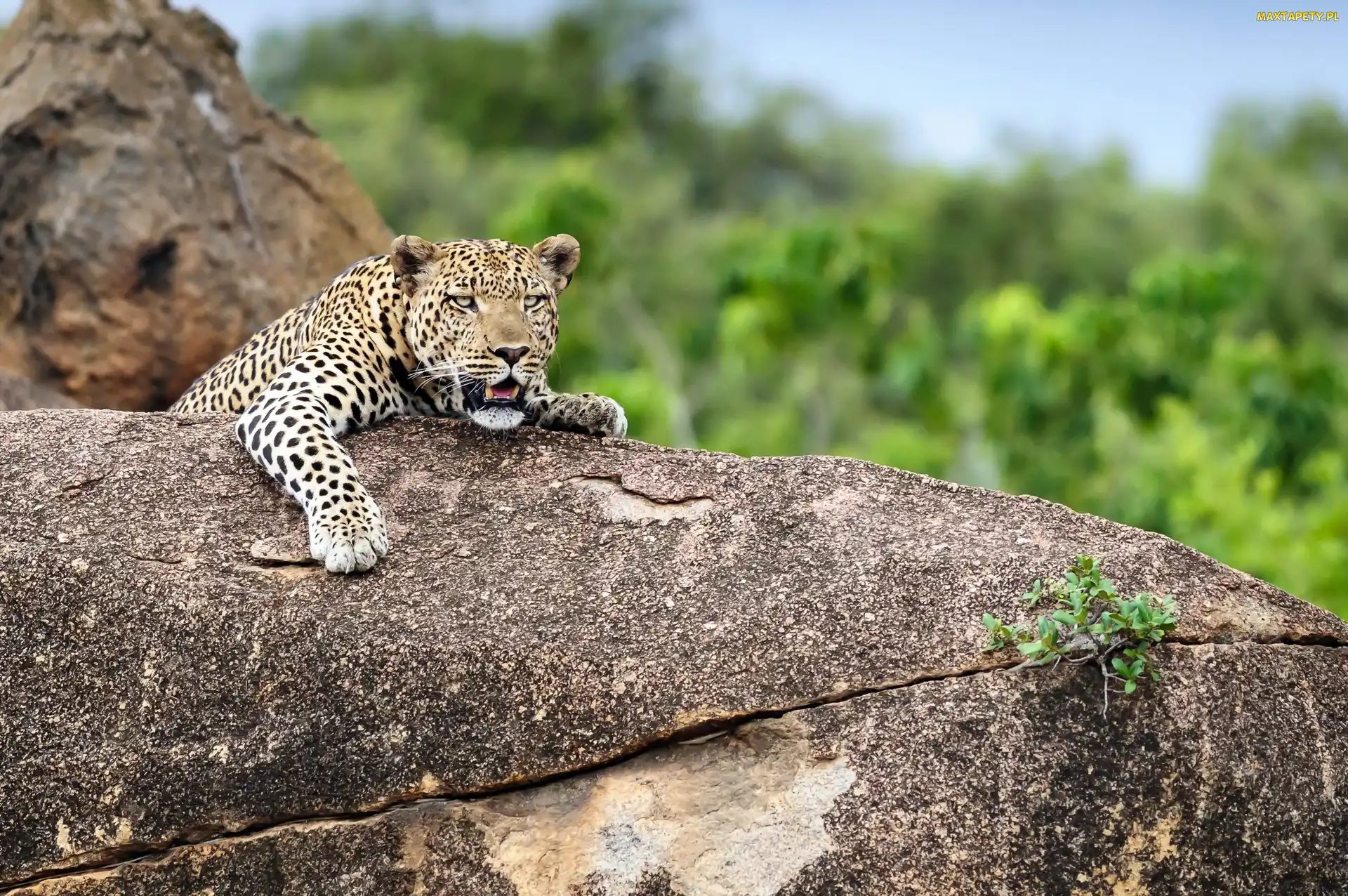 Jaguar, Skała