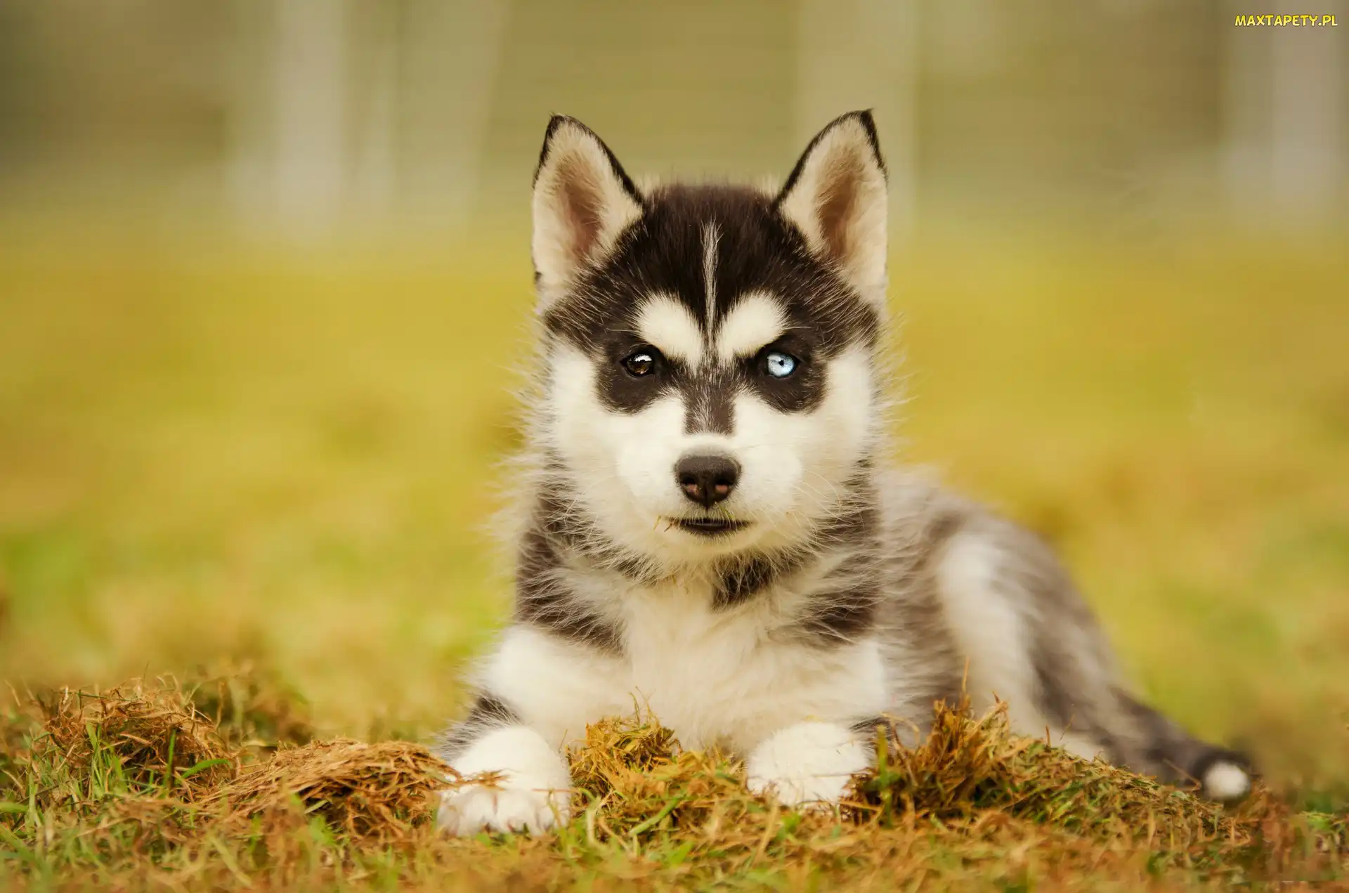 Szczeniak, Ściółka, Siberian husky