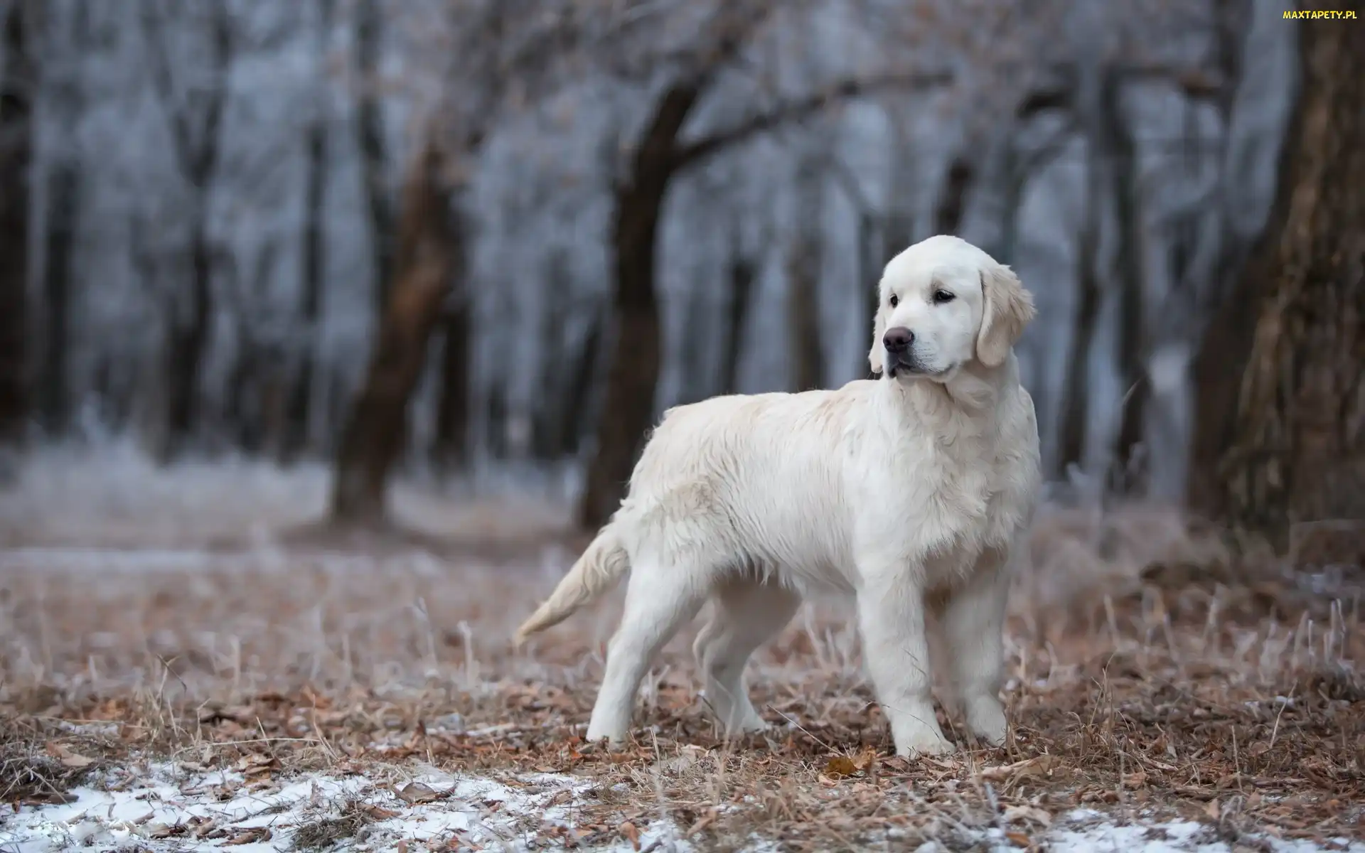 Golden retriever, Las, Młody