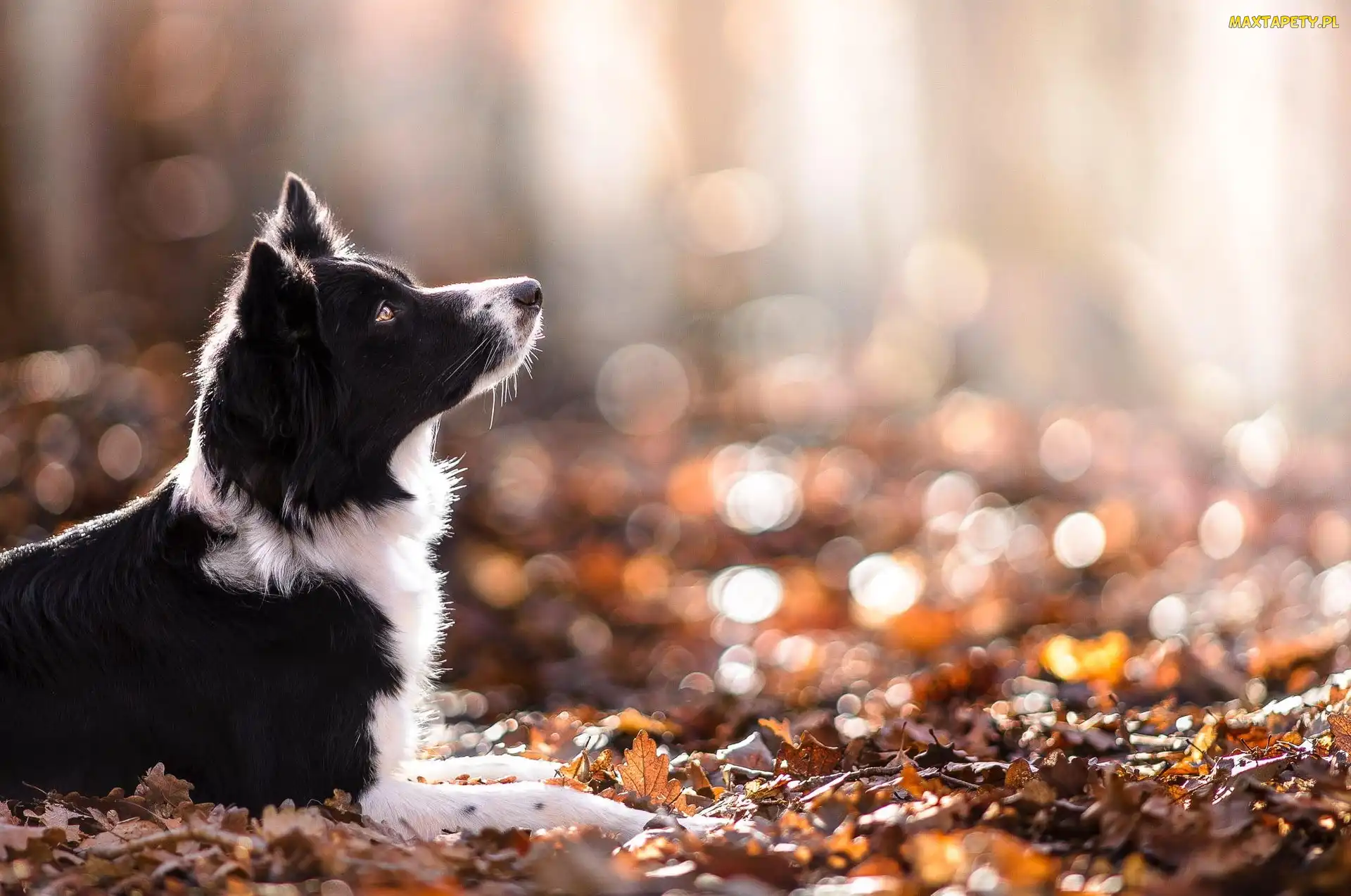 Liście, Jesień, Border collie