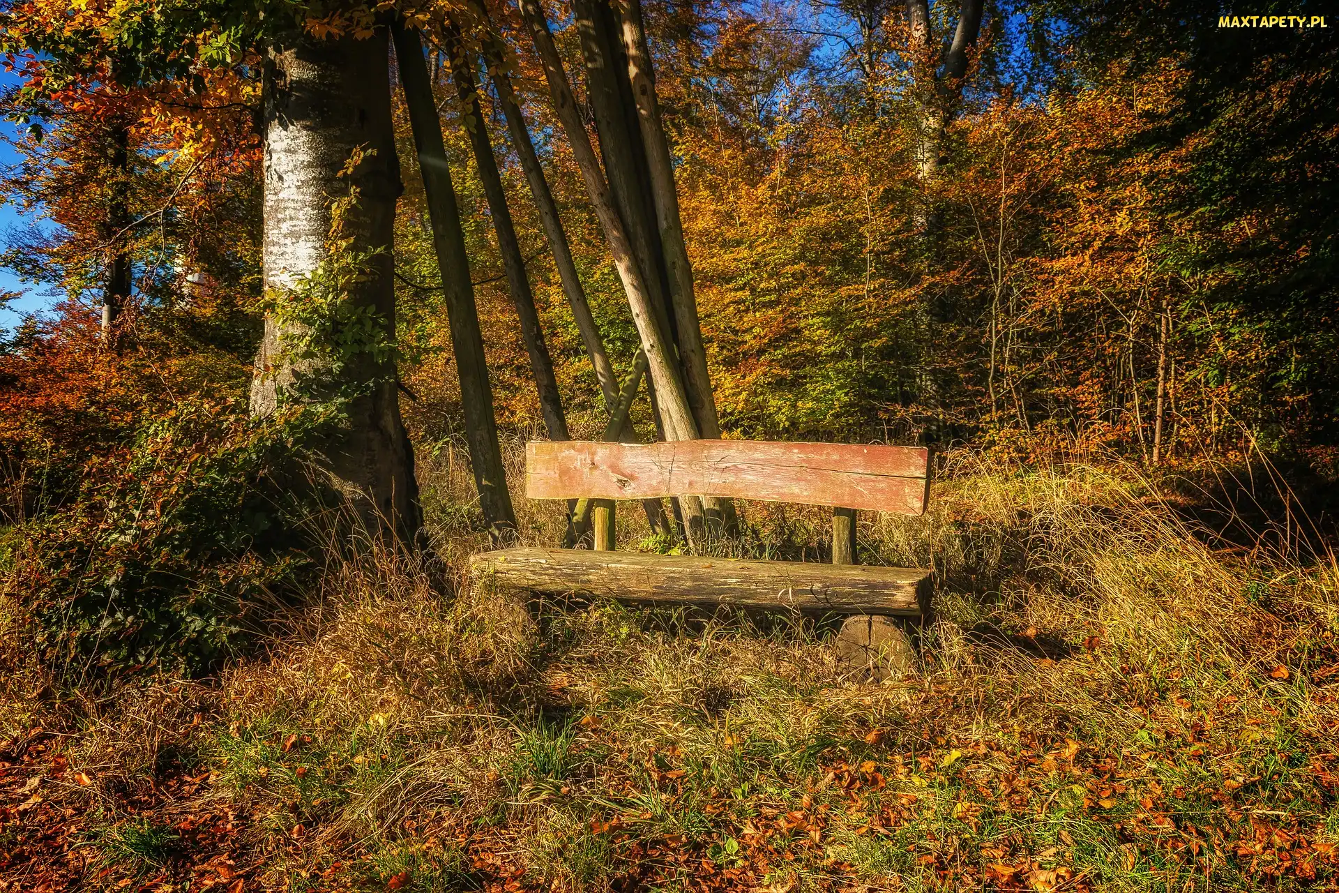 Ławka, Drzewa, Las, Jesień