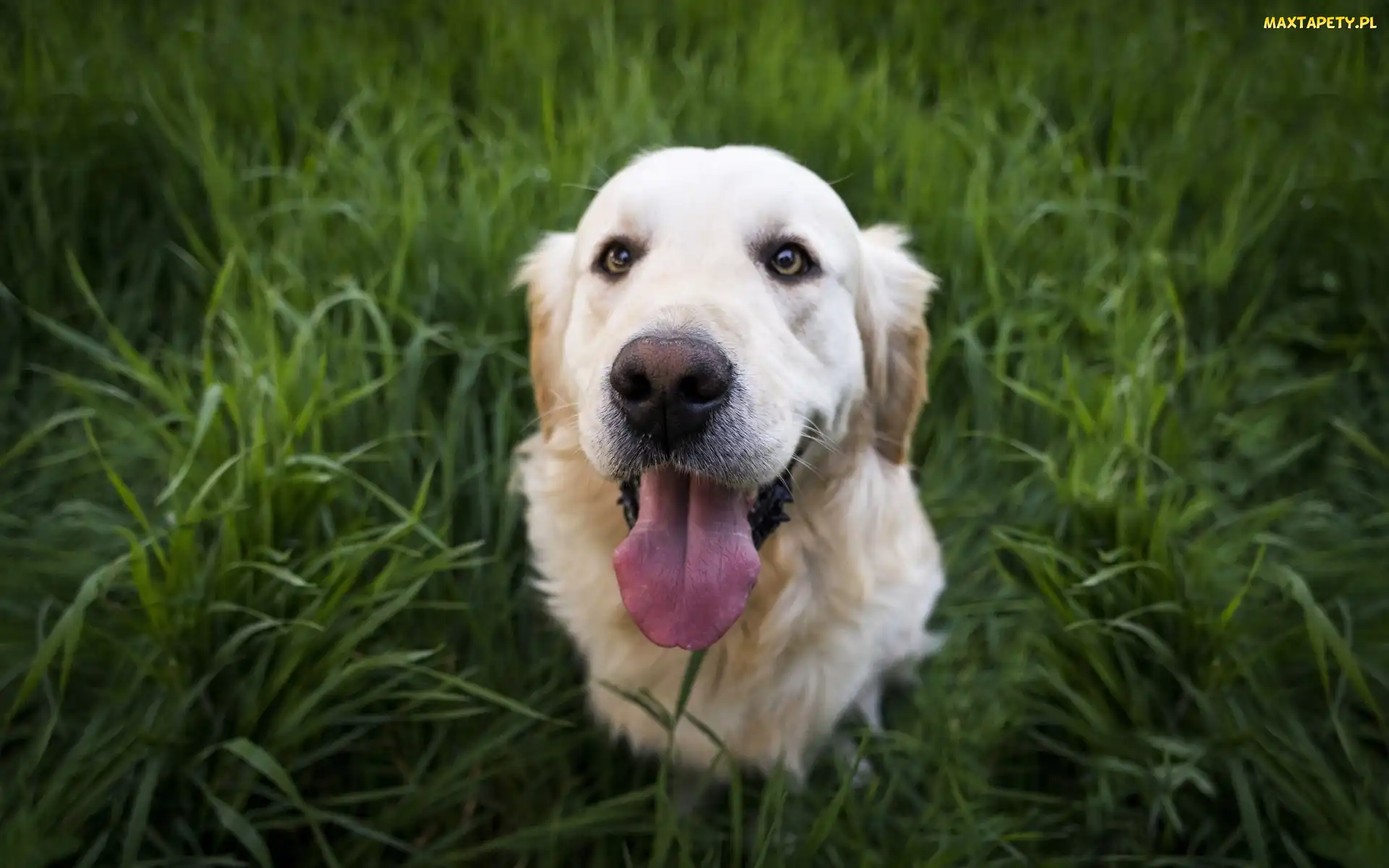 Pies, Trawa, Golden Retriever
