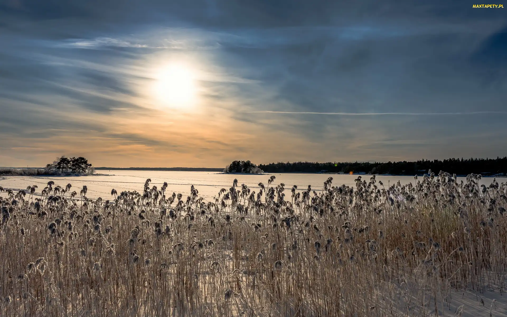 Zima, Wschód słońca, Rośliny, Śnieg, Uschnięte, Pola