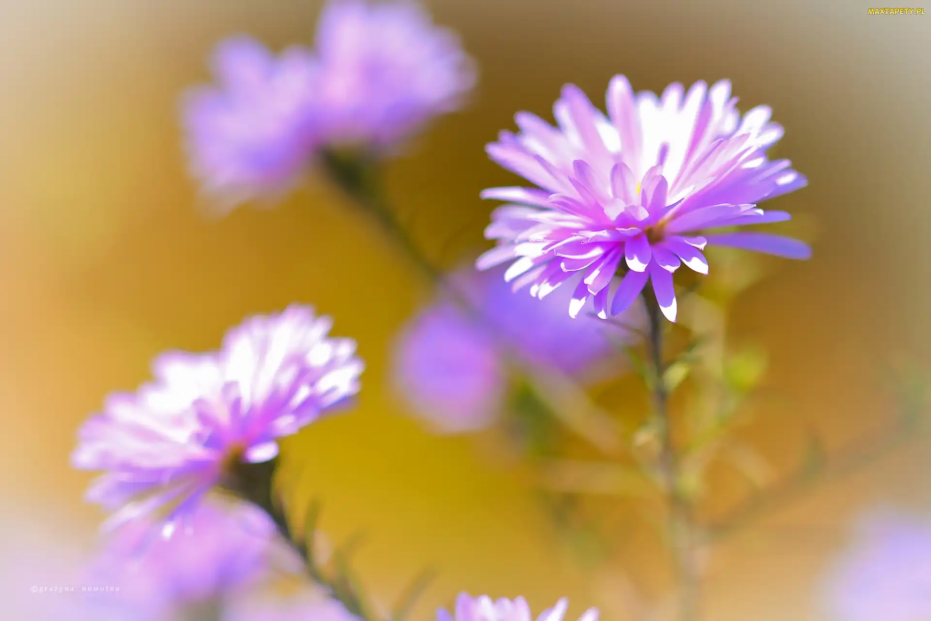 Fioletowy, Kwiat, Aster