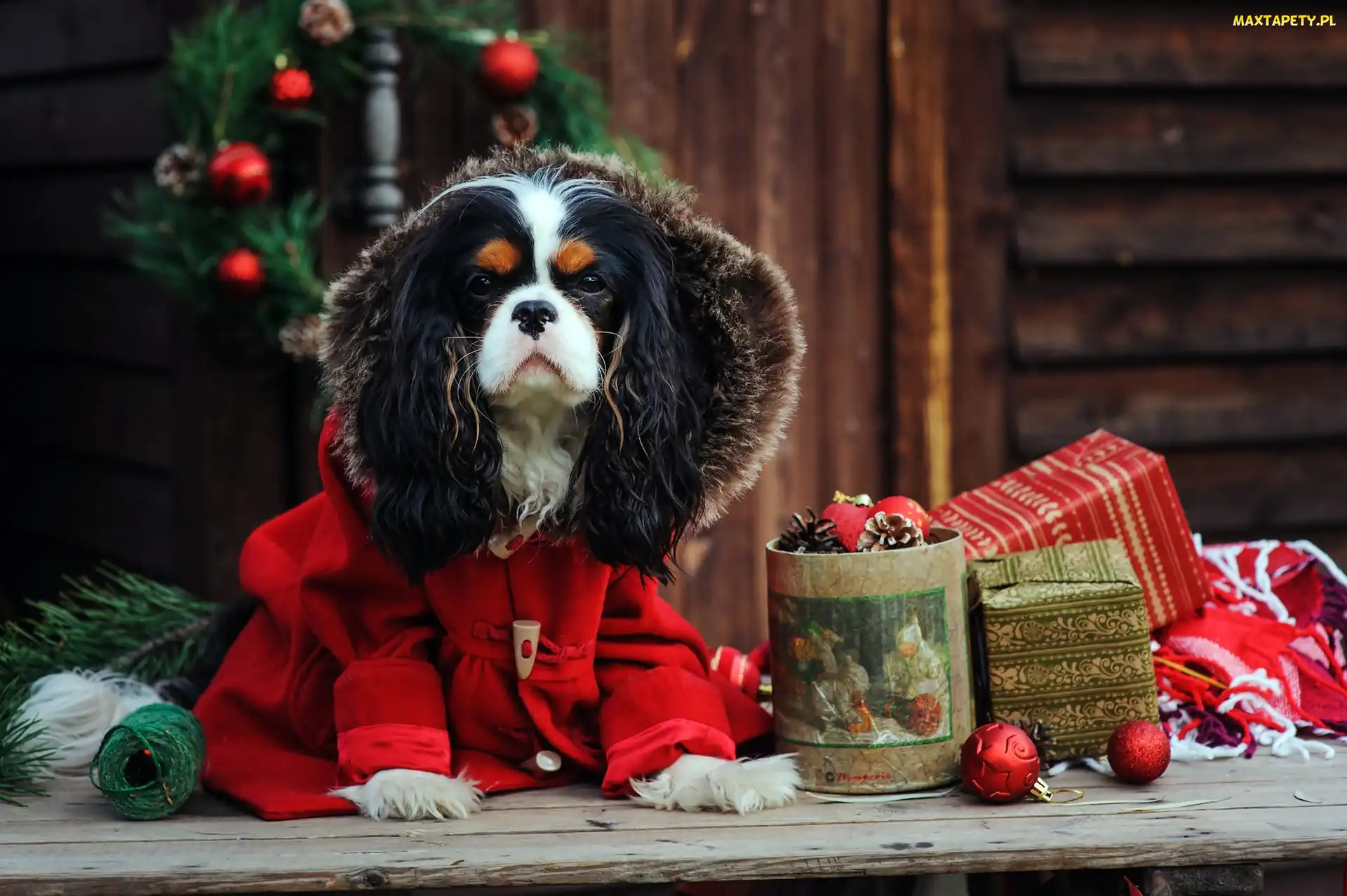 Ubranko, Choinka, Cavalier King Charles spaniel