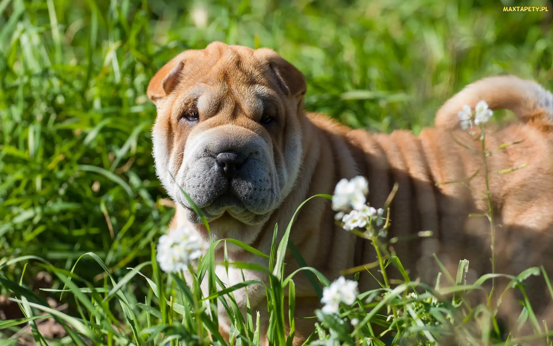 Shar pei, Kwiaty, Trawa, Łąka, Pies