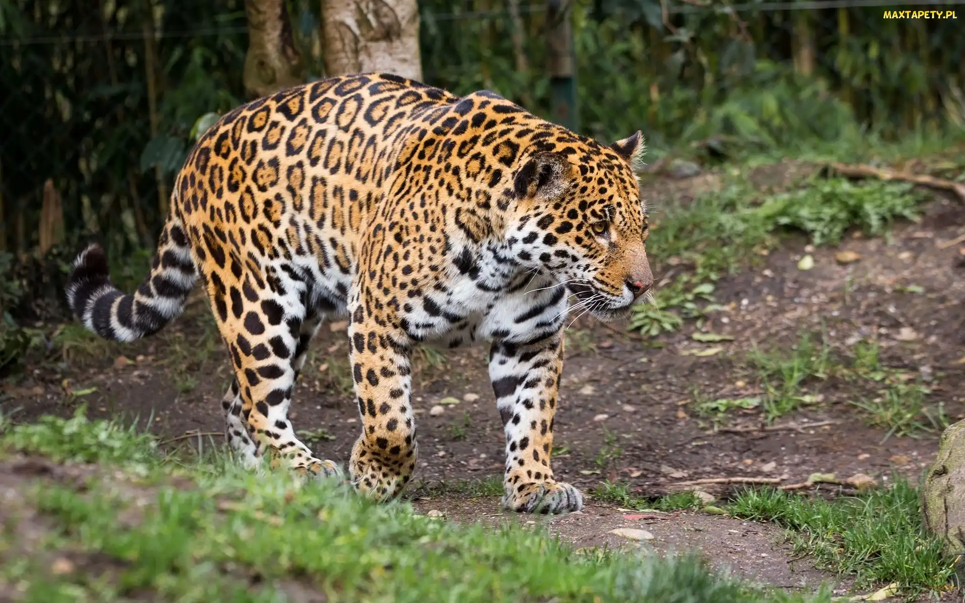 Cętki, Drzewa, Białe, Brązowe, Jaguar