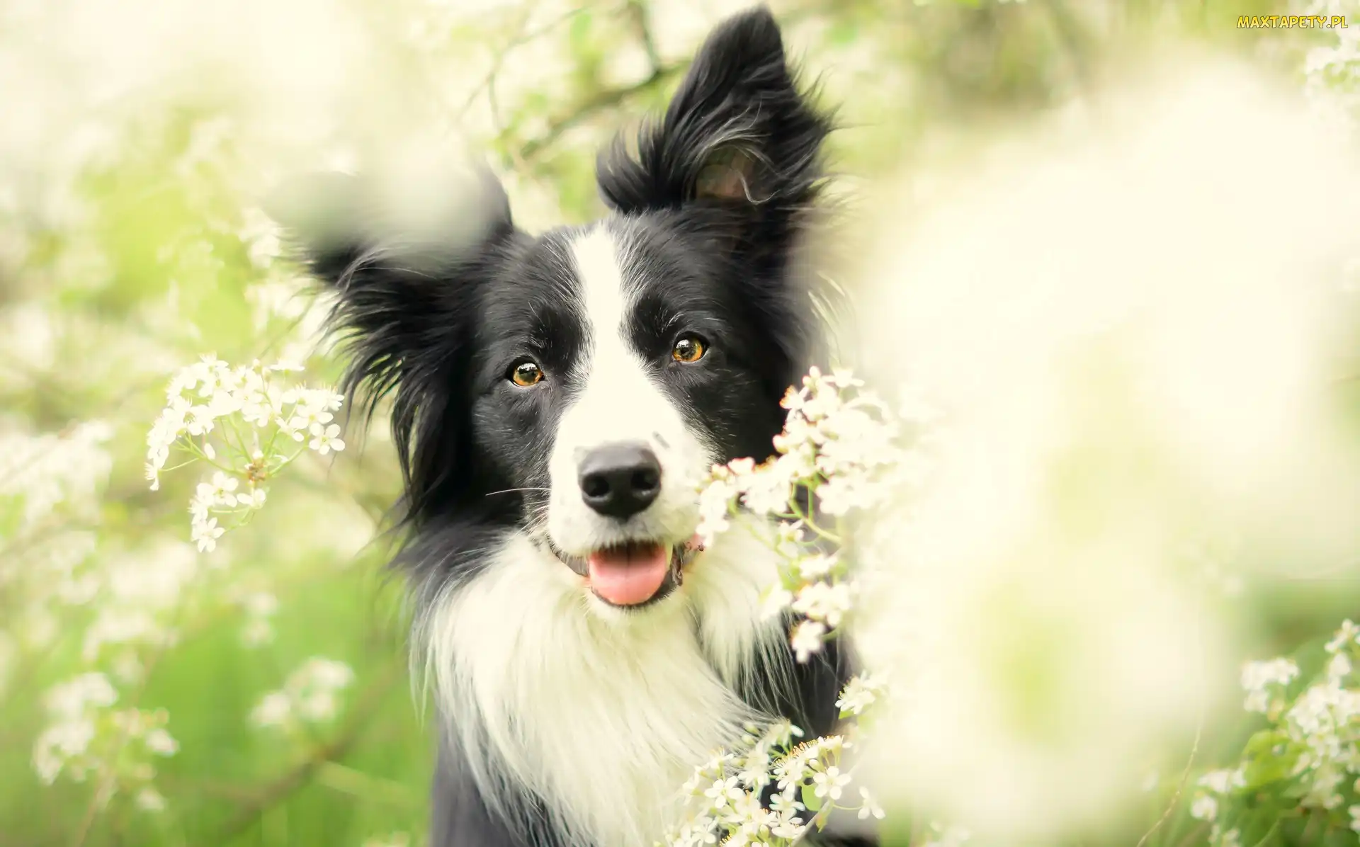 Kwiaty, Łąka, Border Collie
